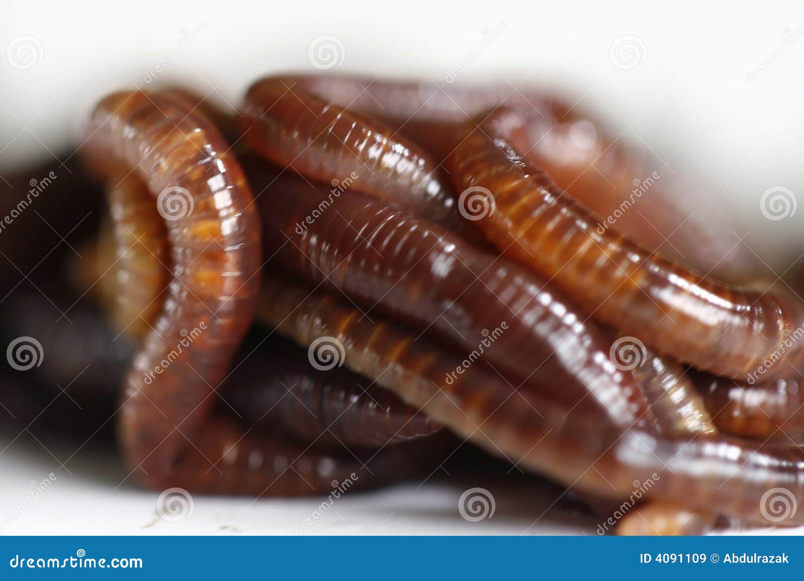 Tiger worm stock image. Image of compost, vermicomposting - 4091109