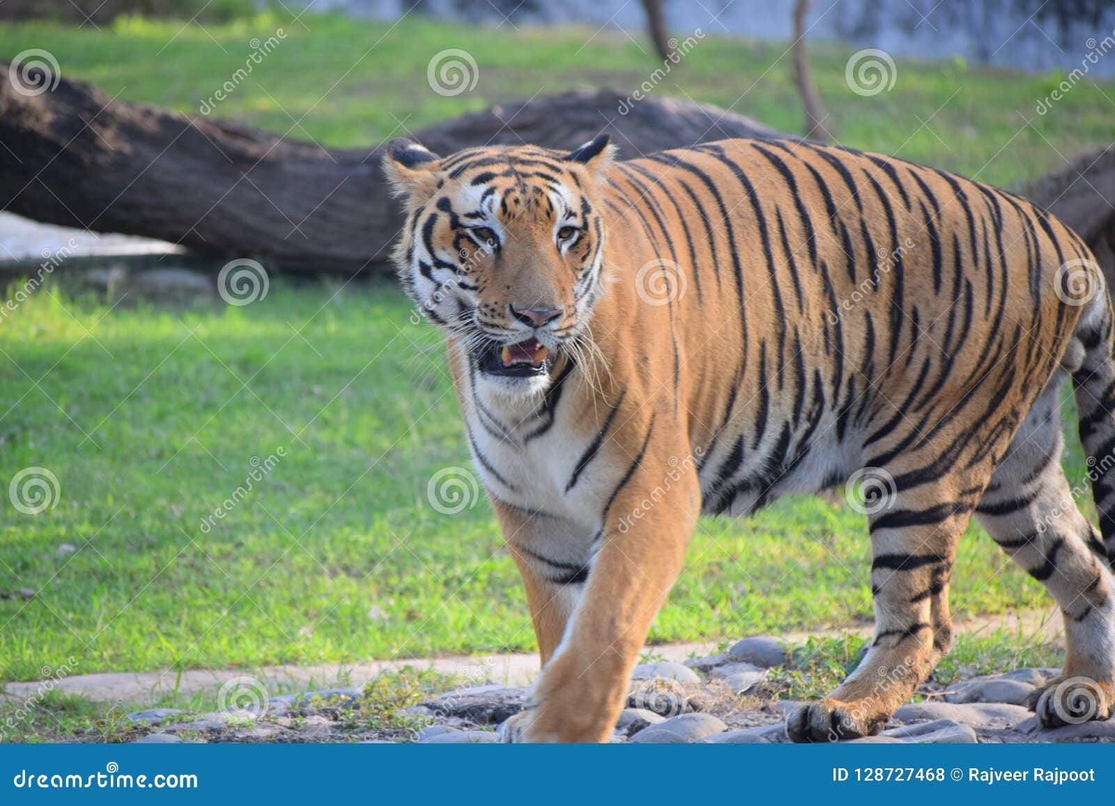 tiger hunting in the jungle