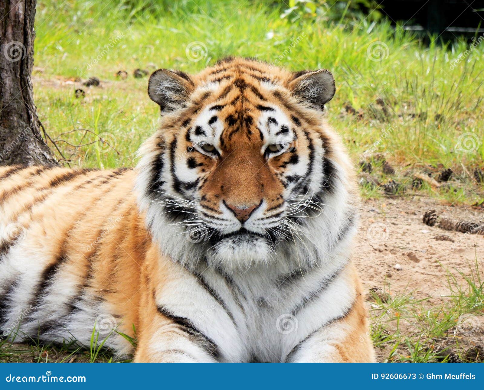 tiger in zoo