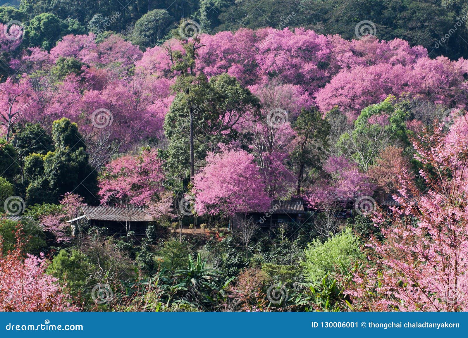 Tigerblumen. Kirschblüte in Thailand oder die Blumen des Tigers werden, blühend im Winter