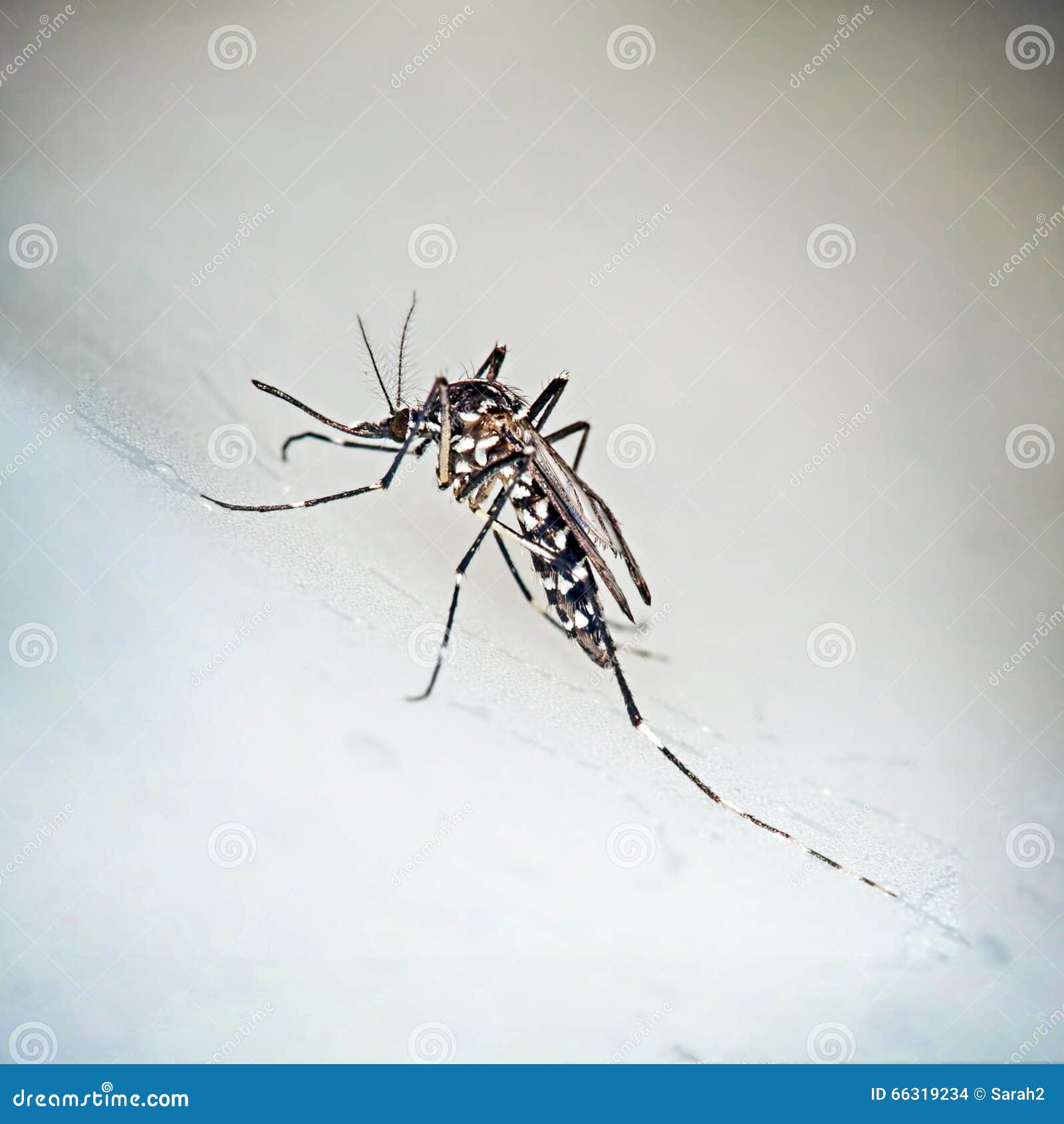 Tigermoskito Aedes Albopictus Stockfoto Bild Von Plage Tiger 66319234