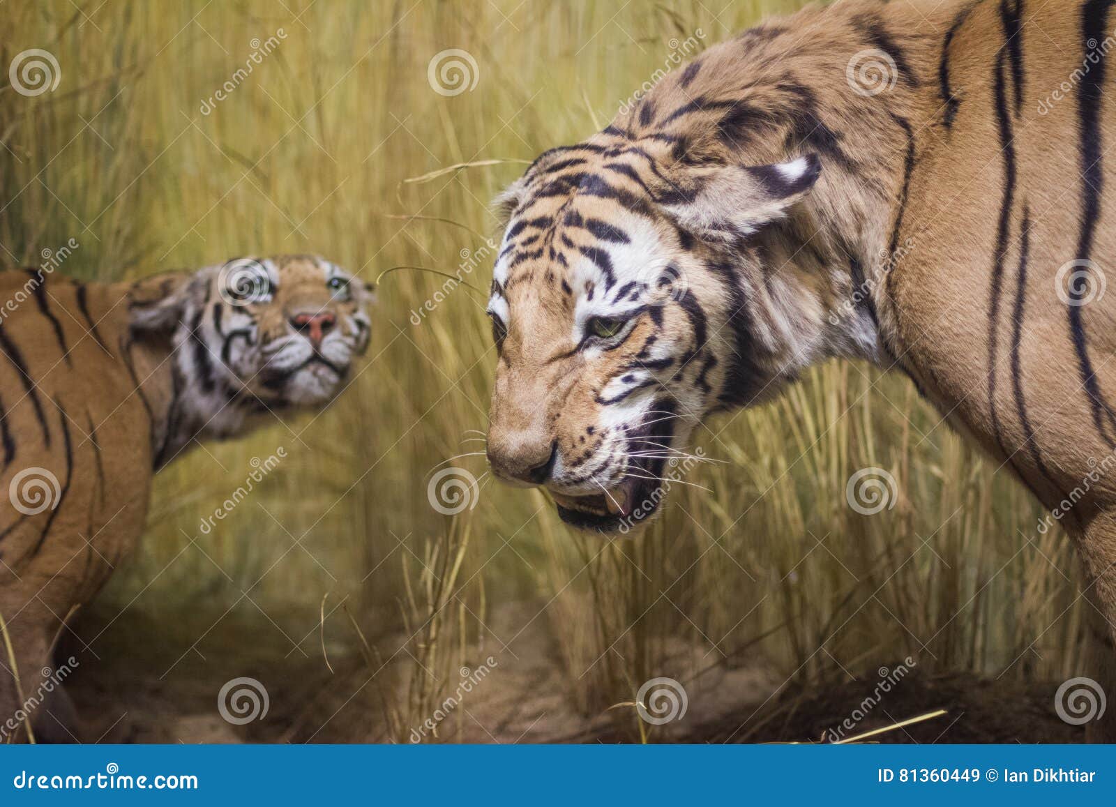 Tigers stock image. Image of chicago, animal, funny, wild 81360449
