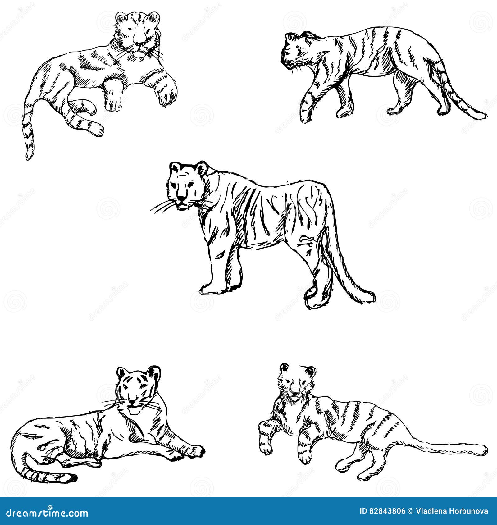 Tigers. a sketch by hand stock vector. Illustration of carnivore - 82843806