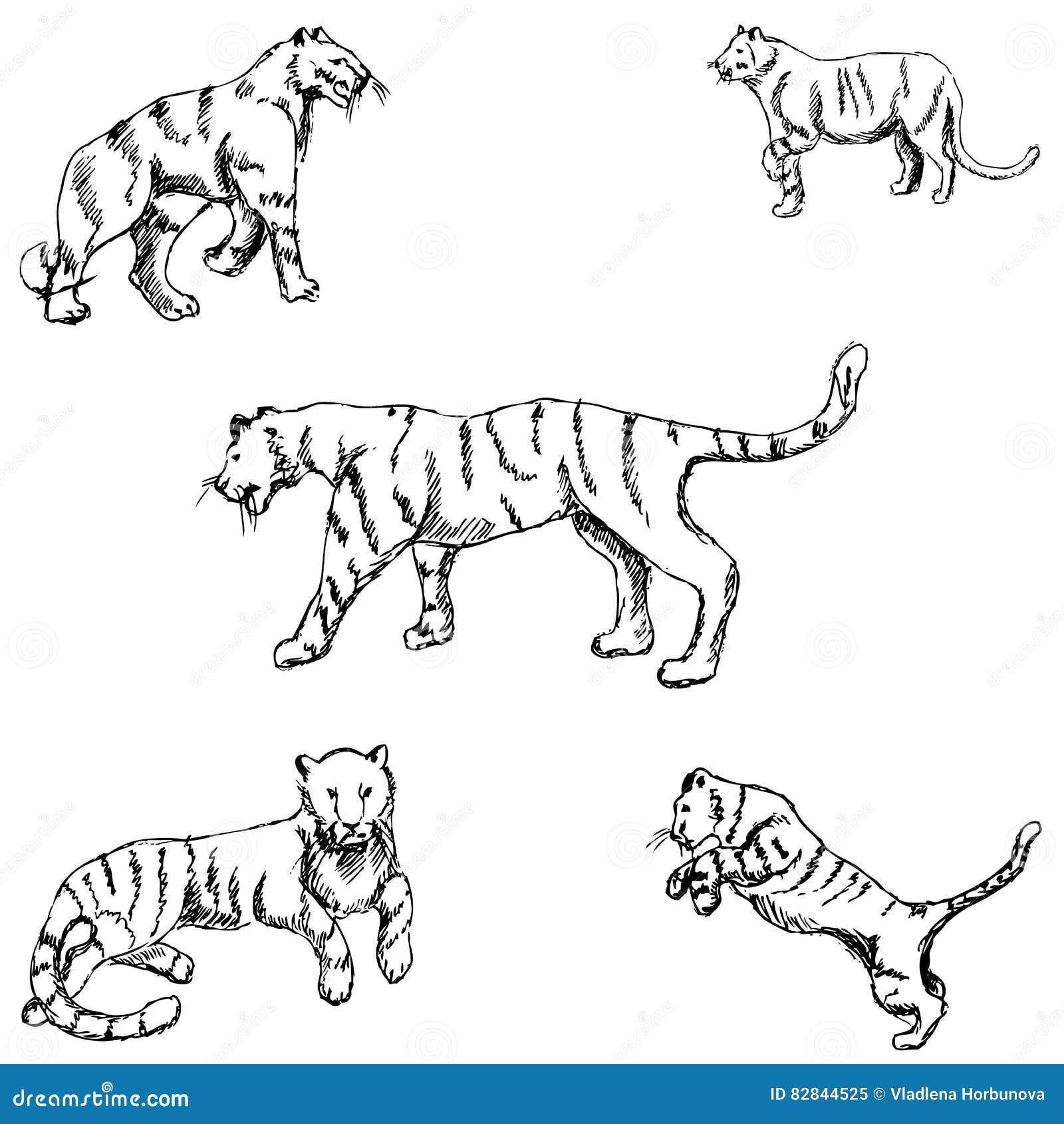 Tigers. a sketch by hand stock vector. Illustration of drawn - 82844525