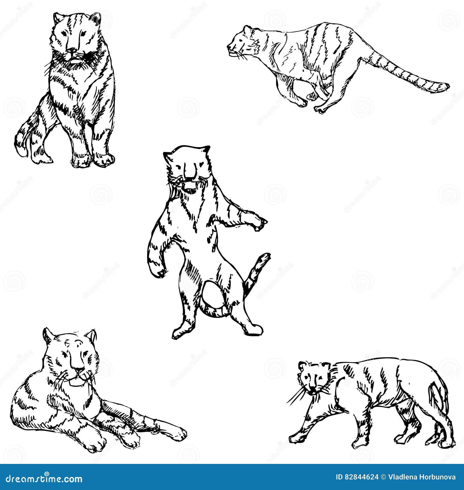 Tigers. a sketch by hand stock vector. Illustration of dangerous - 82844624