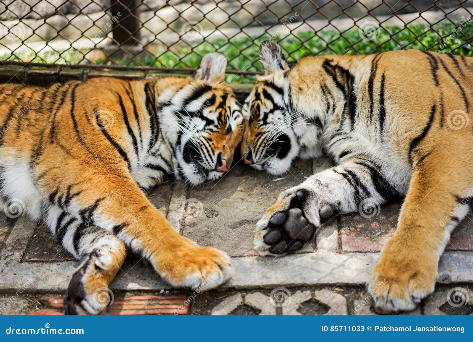 Tigers Sleep in the Zoo with Cage Stock Image Image of clean, outdoor