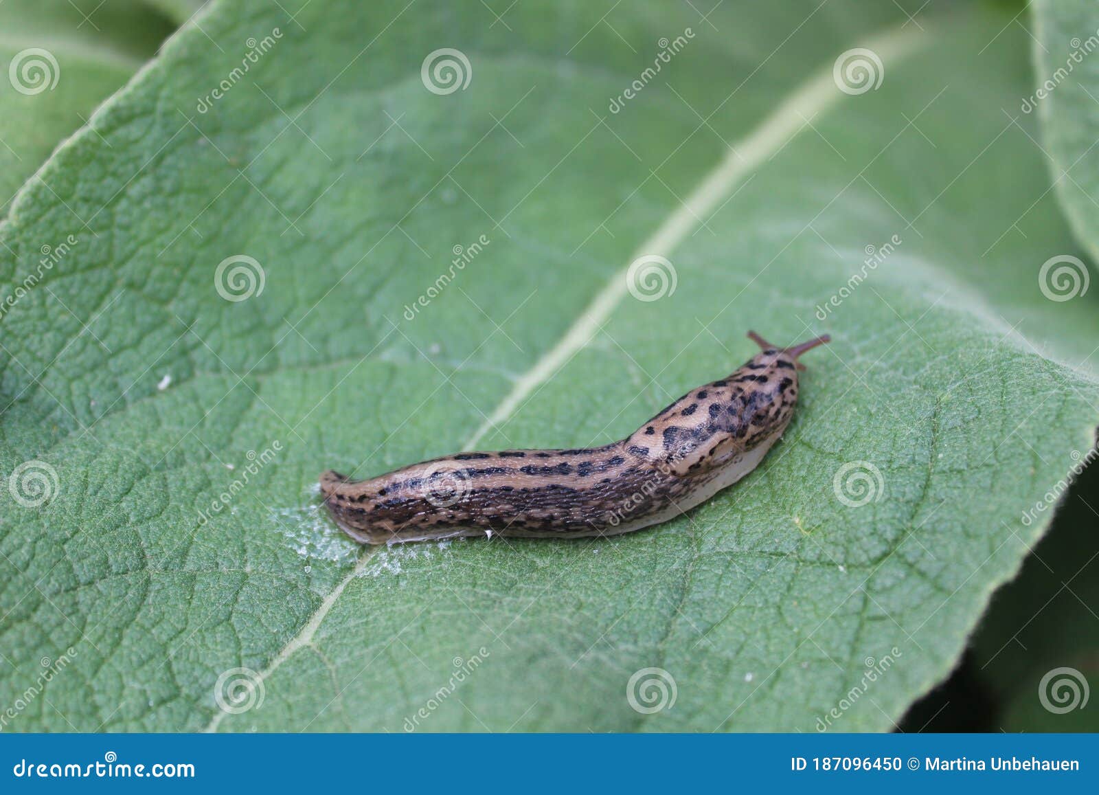 Tigerschnecke im Garten stockfoto. Bild von tier, schnecke 187096450