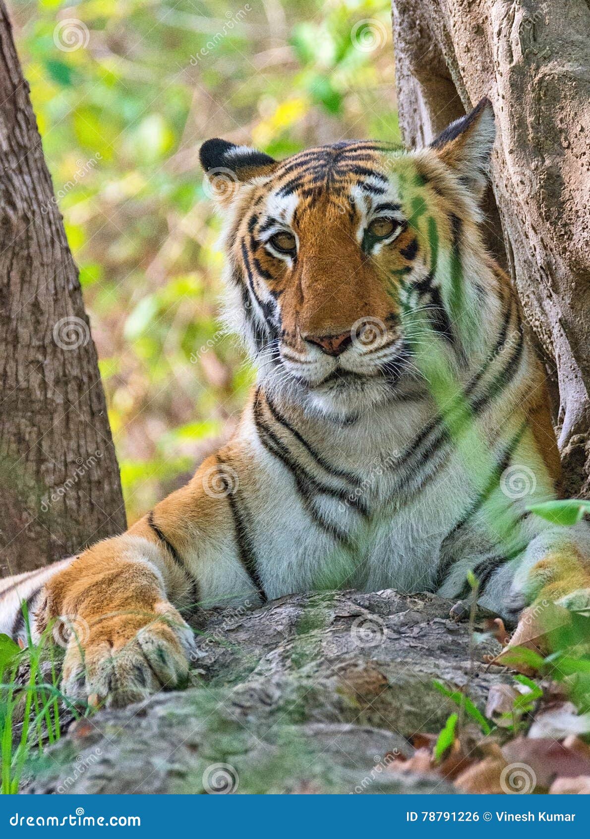 tigress in wild