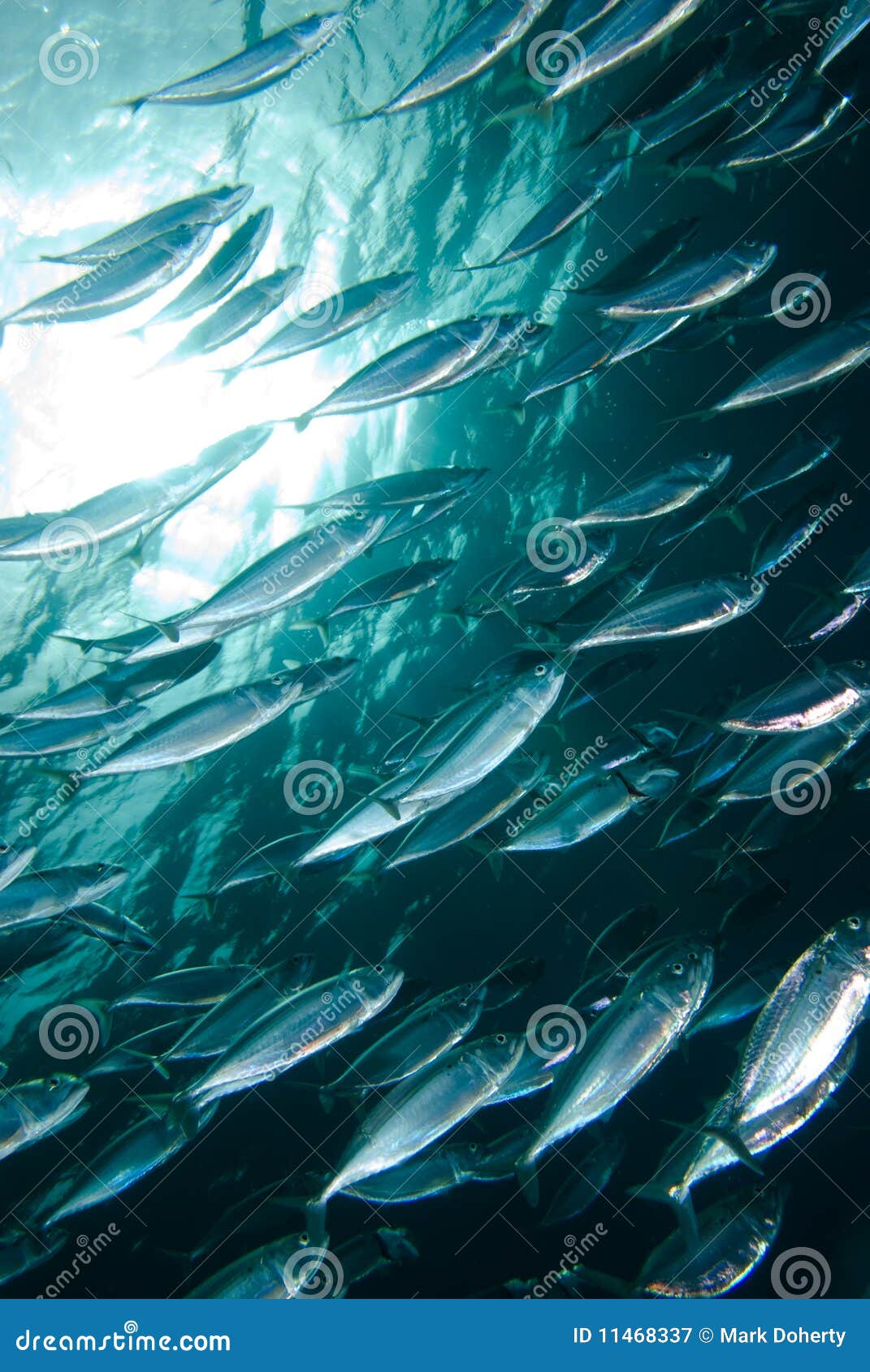 A Tight School of Indian Mackerel Stock Image Image of sealife