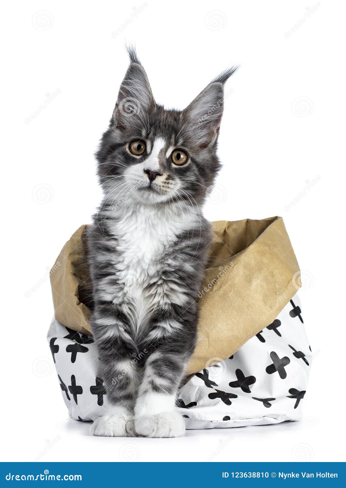 Tigre Bleu Mignon Superbe Avec Le Chaton Blanc De Chat De Maine Coon Se Reposant Dans Le Sac De Papier Decore Du Modele Croise No Photo Stock Image Du Studio Rester