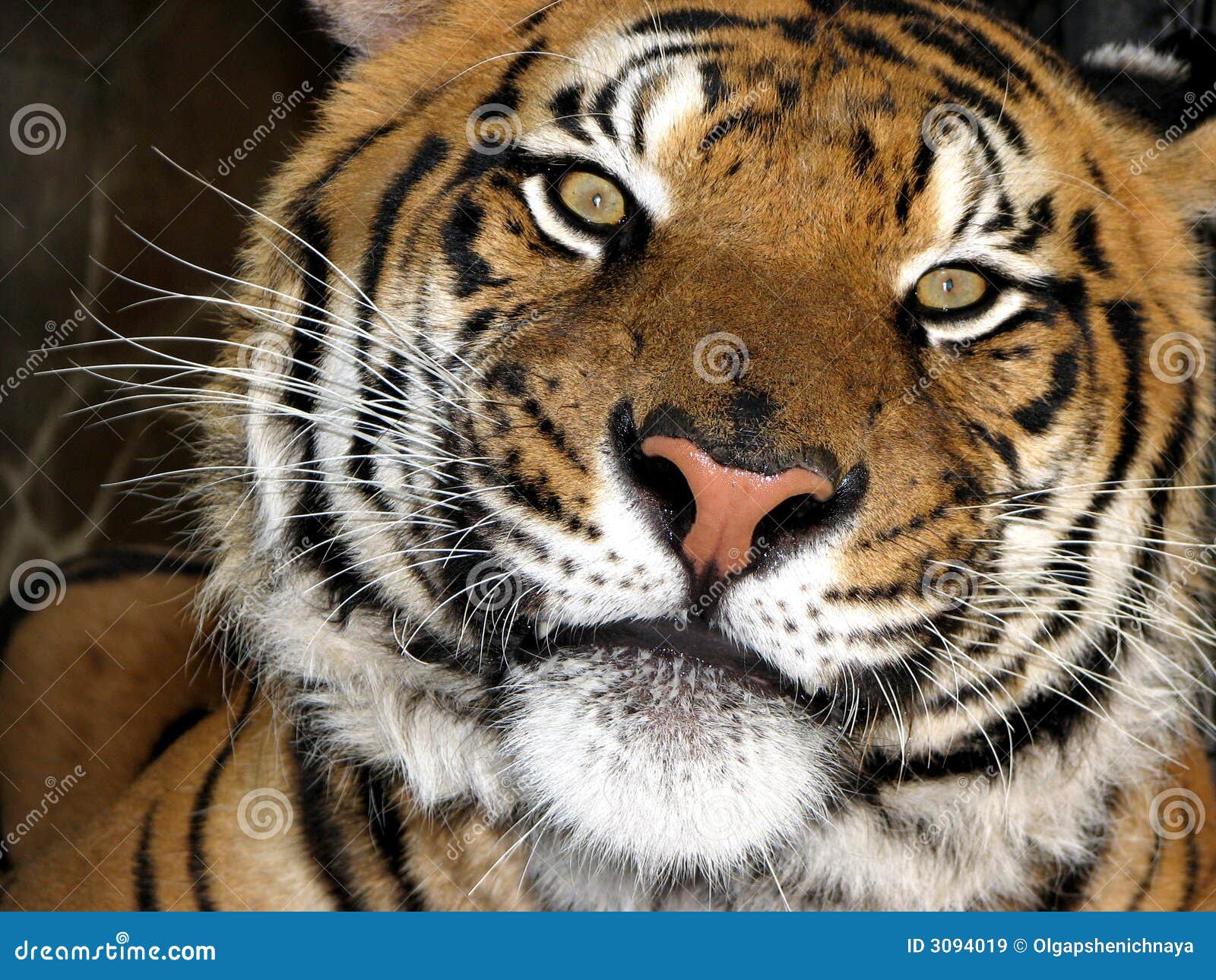Tigre Imagem De Stock. Imagem De Pele, Frente, Focinho - 3094019