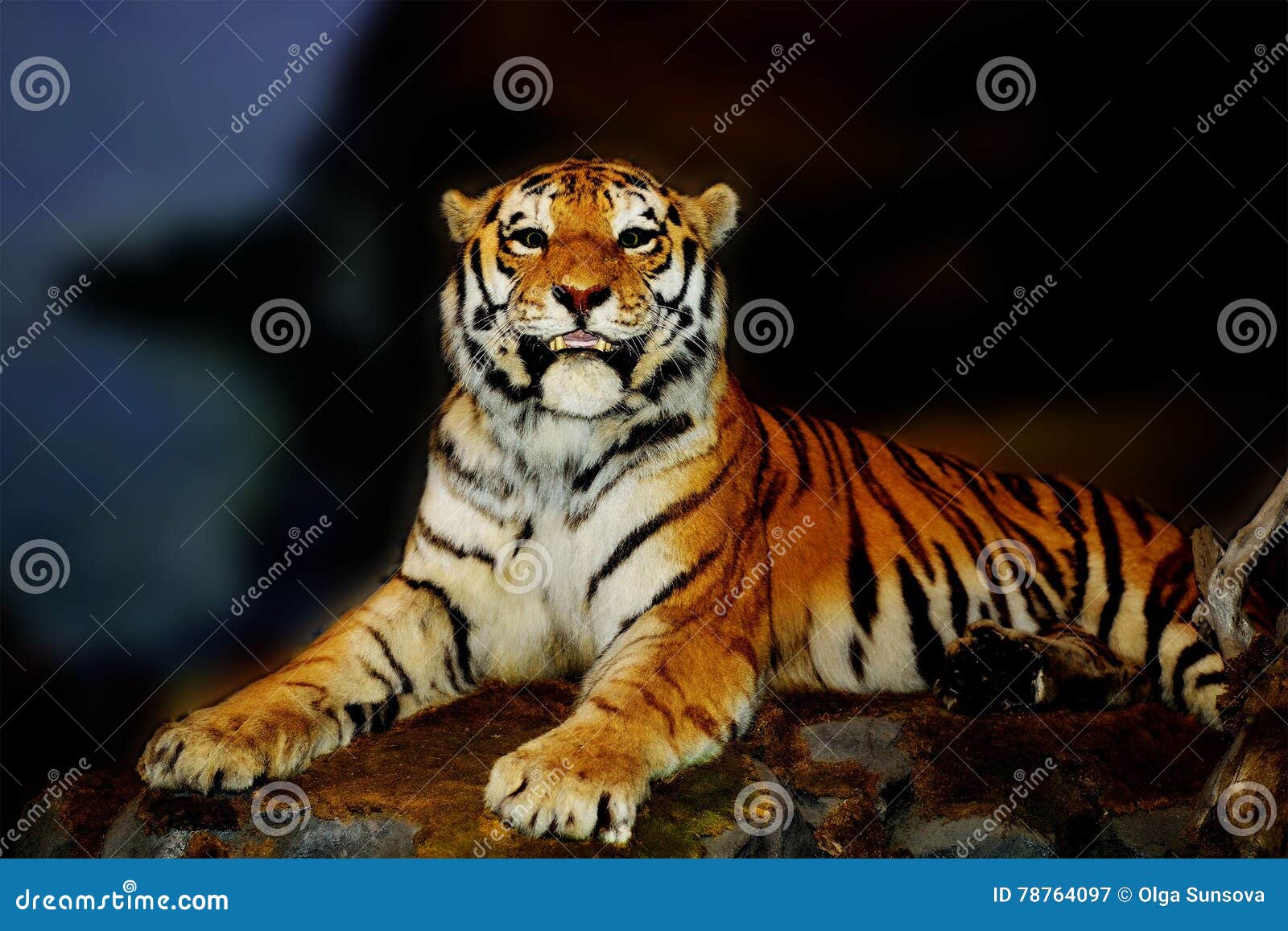 Tigre, depredador, animal, rayado, Amur, especie hermosa, rara, mamífero La caza depredadora del tigre está esperando la presa Una piel valiosa, una especie en peligro Incluido en el libro rojo