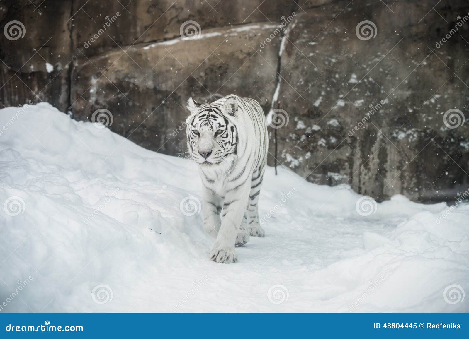 Tigre Blanc Image Stock Image Du Blanc Tigre