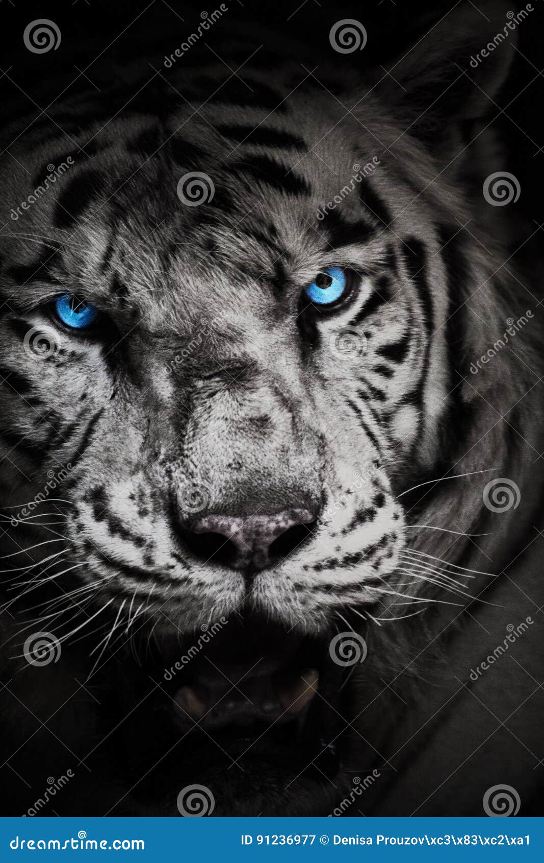 Tigre Blanc Avec Des Yeux Bleus Image Stock Image Du Blanc Oreille Tigre Blanc Avec Des Yeux Bleus Image Stock Image Du Blanc Oreille