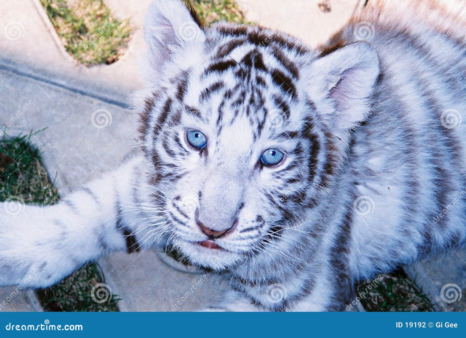 Tigre Blanc De Cheri Dans Les œil Bleu Photo Stock Image Du Tigre Endangered Tigre Blanc De Cheri Dans Les œil Bleu Photo Stock Image Du Tigre Endangered