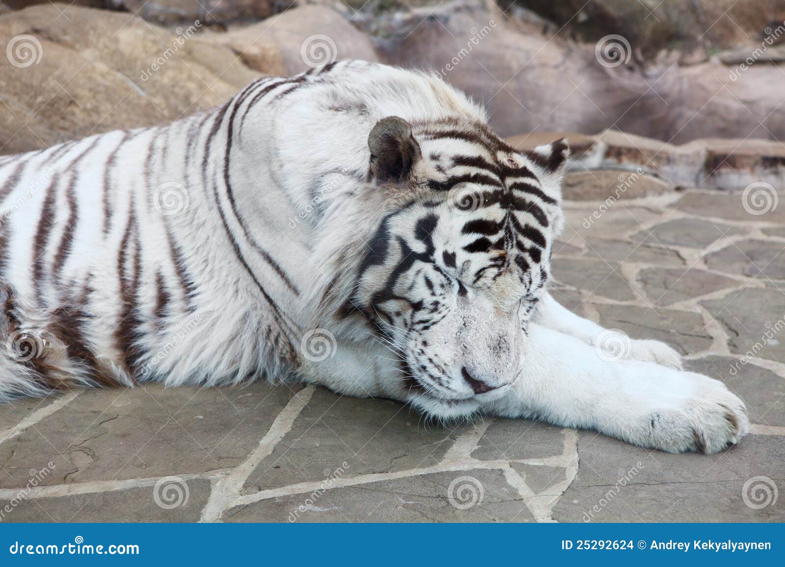 Tigre blanco el dormir foto de archivo. Imagen de cubo - 25292624, image size:1600x1157