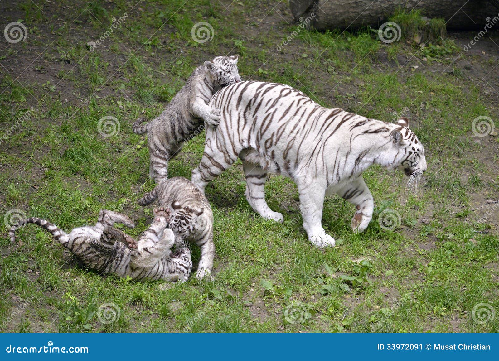 Tigre Blanco Jugando Con Su Pequeño Imagen de archivo - Imagen de capa,  animal: 33972091, image size:1600x1158