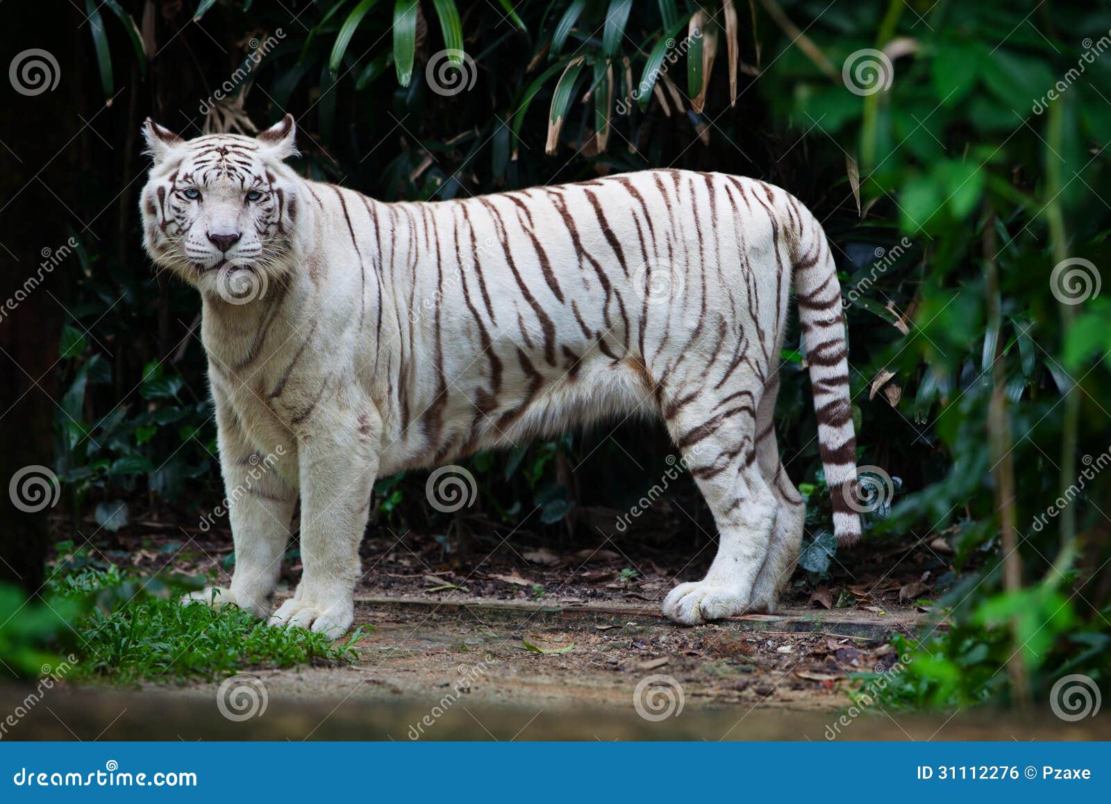 Tigre Branco Na Floresta. Cena Da Vida Selvagem. 3d Rendering. Imagem e  Fotografia Gratuitas 200023970.