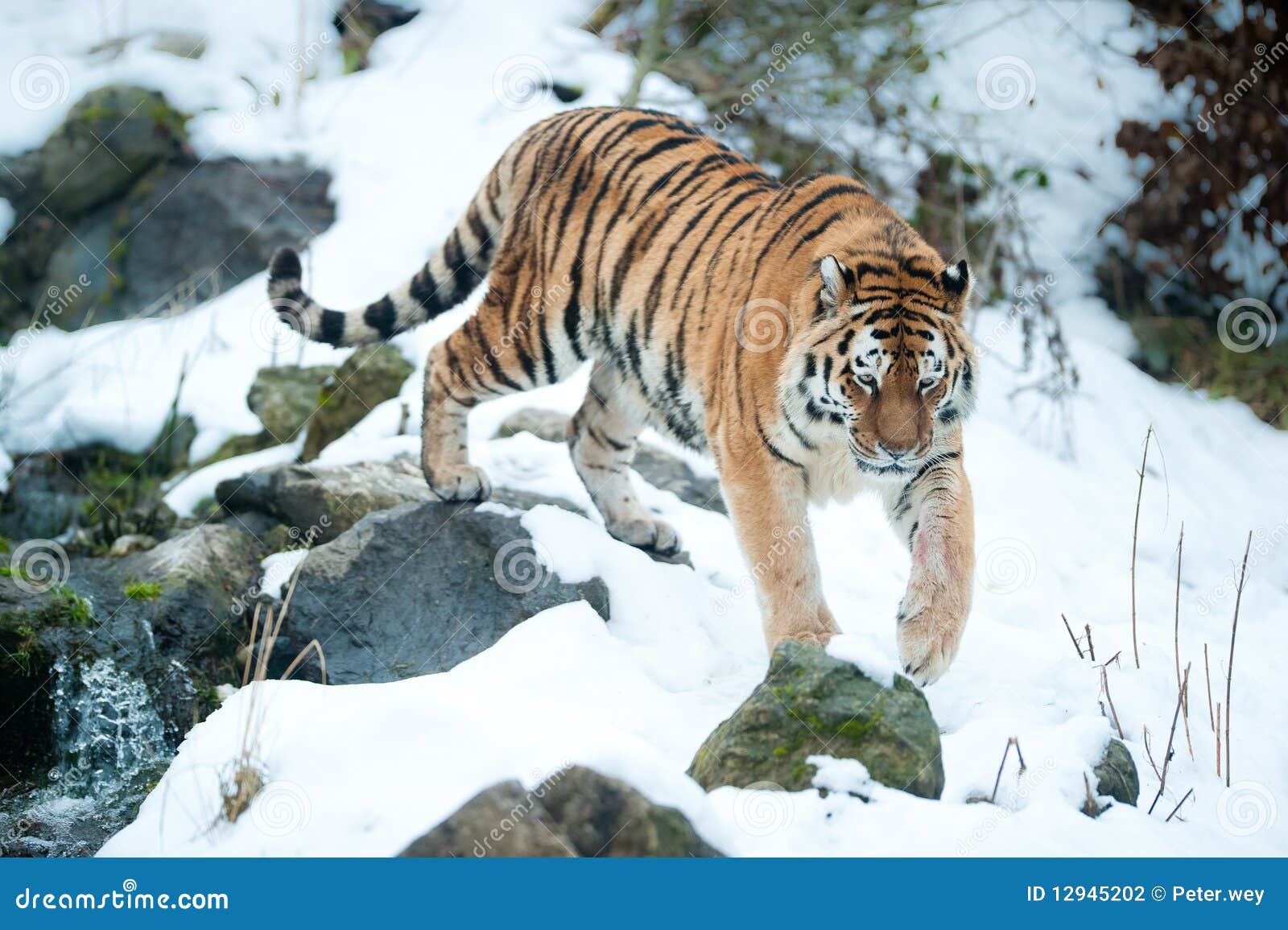 Tigre de Amur (lat. Altaica de tigris del Panthera)