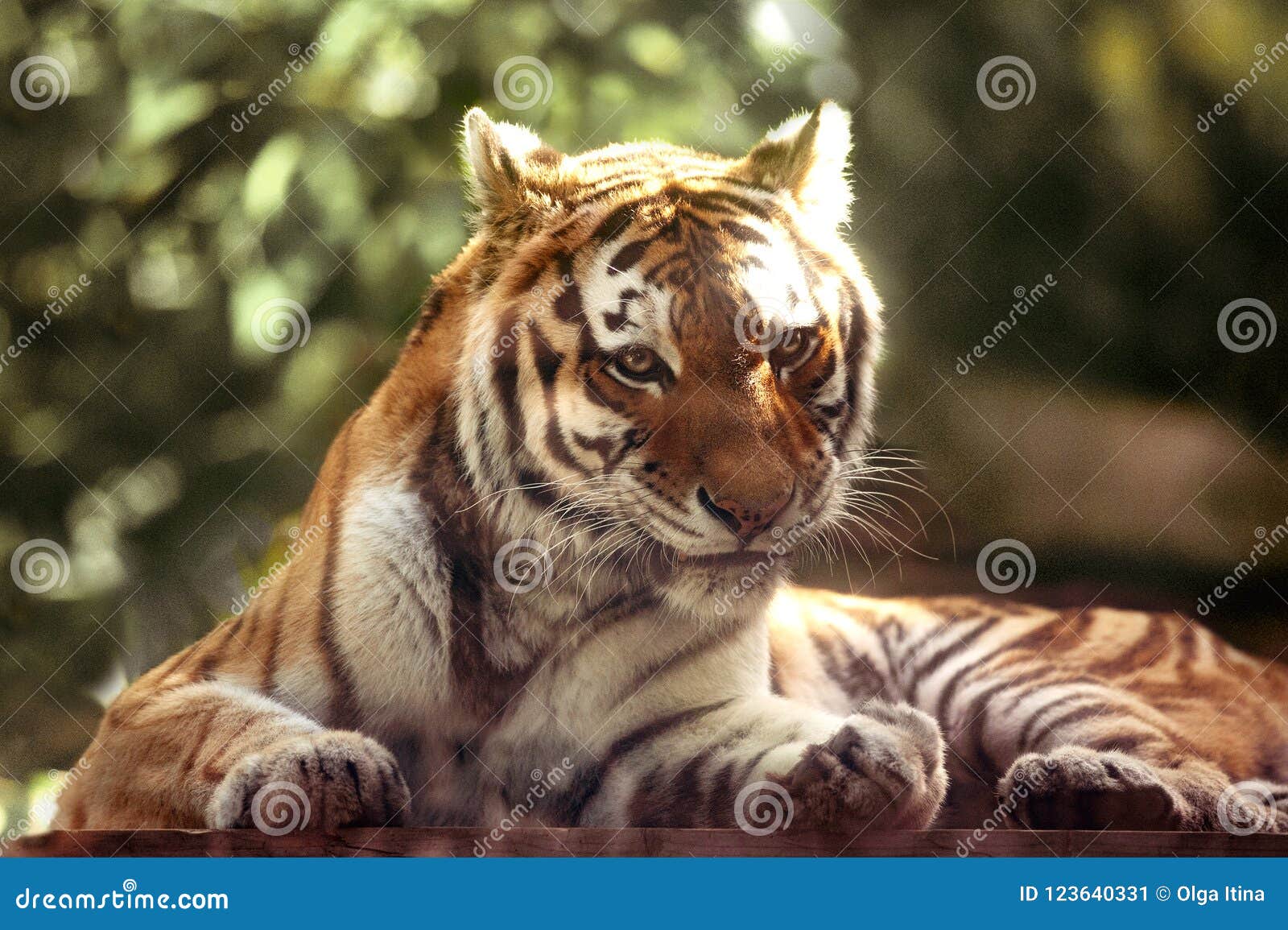 Tigre de Amur fora. O tigre de amur que encontra-se fora