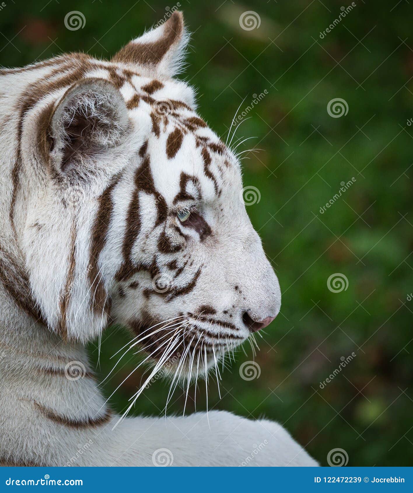 Tigre de bengala branco olhando para a câmera