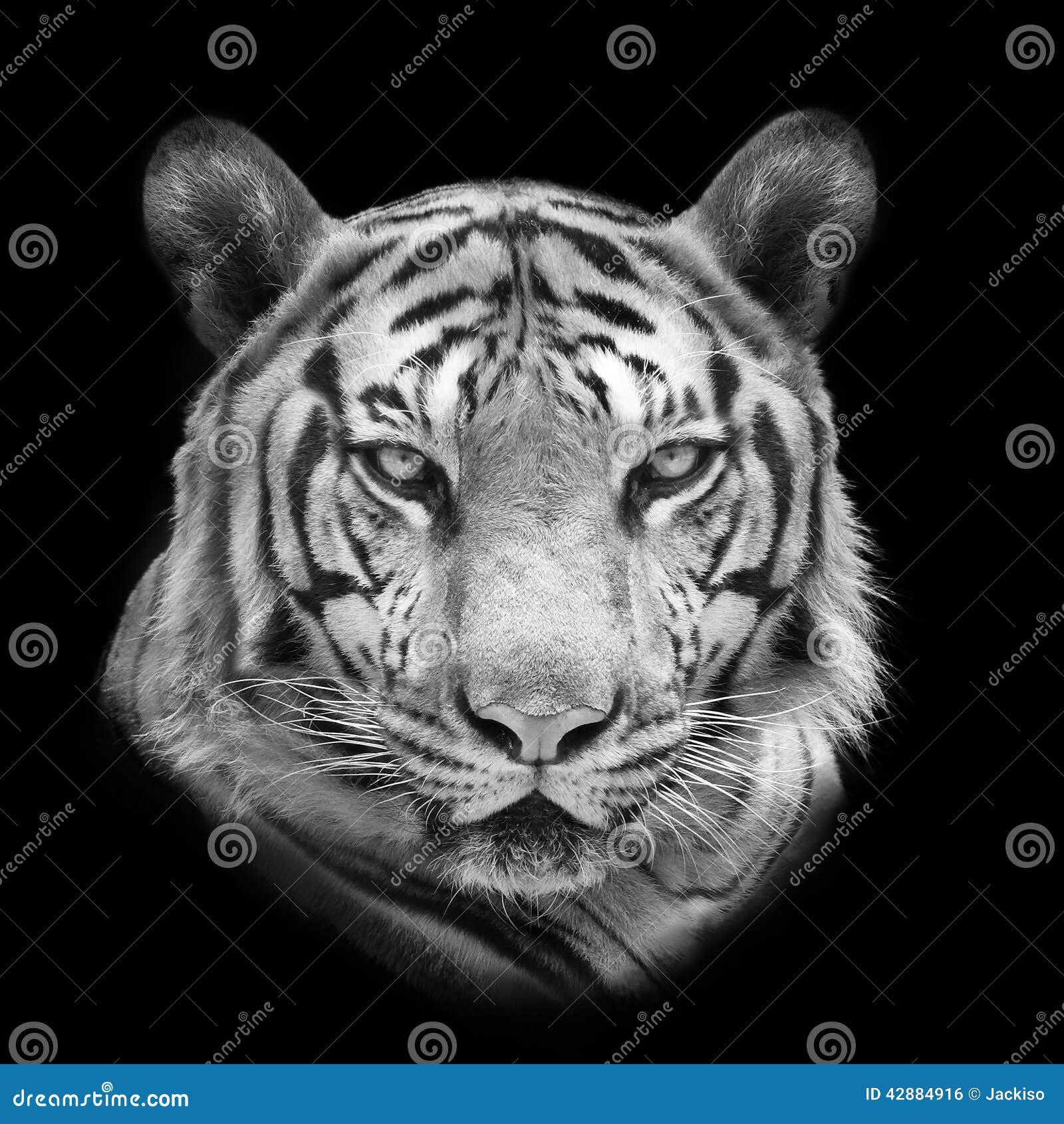 Tigre de Bengala aislado en blanco. Tigre de Bengala aislado en el fondo blanco