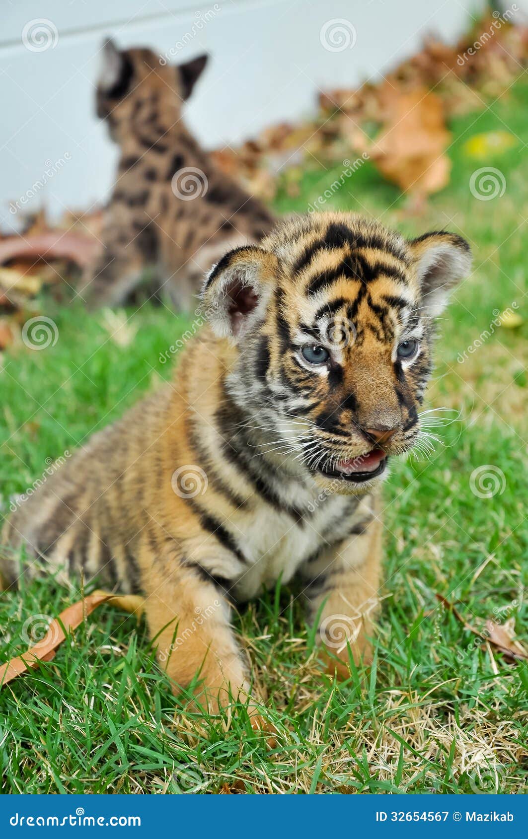 Tigre de Bengala bebé imagen de archivo. Imagen de peligroso - 32654567, image size:1063x1690