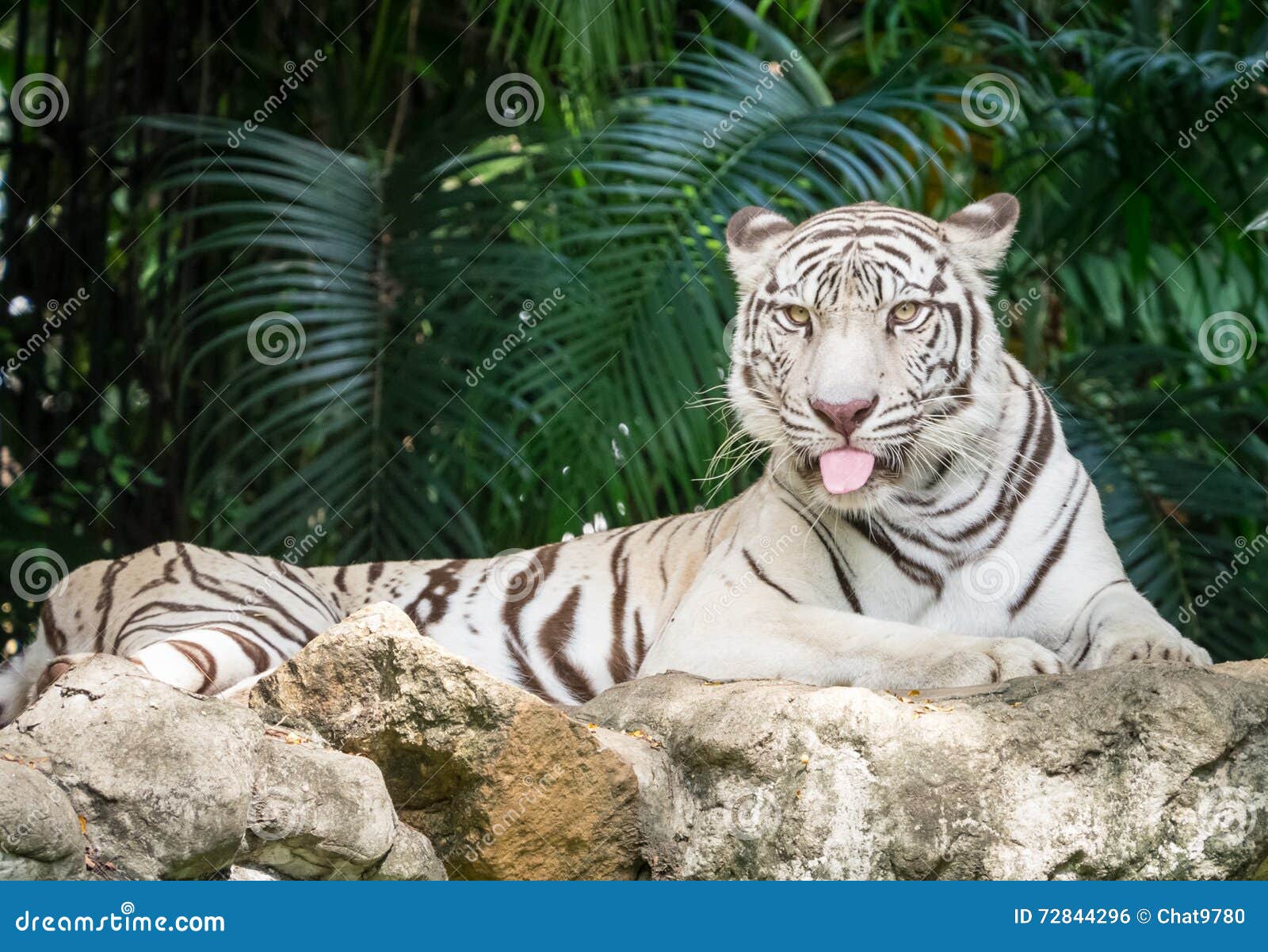 Tigre De Bengale Blanc Photo Stock Image Du Faune Chat