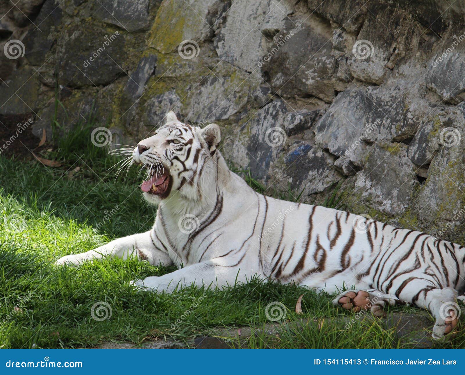 Tigre De Bengale Blanc Se Reposant Dans Un Zoo Image Stock Image Du Fourrure Grand Tigre De Bengale Blanc Se Reposant Dans Un Zoo Image Stock Image Du Fourrure Grand