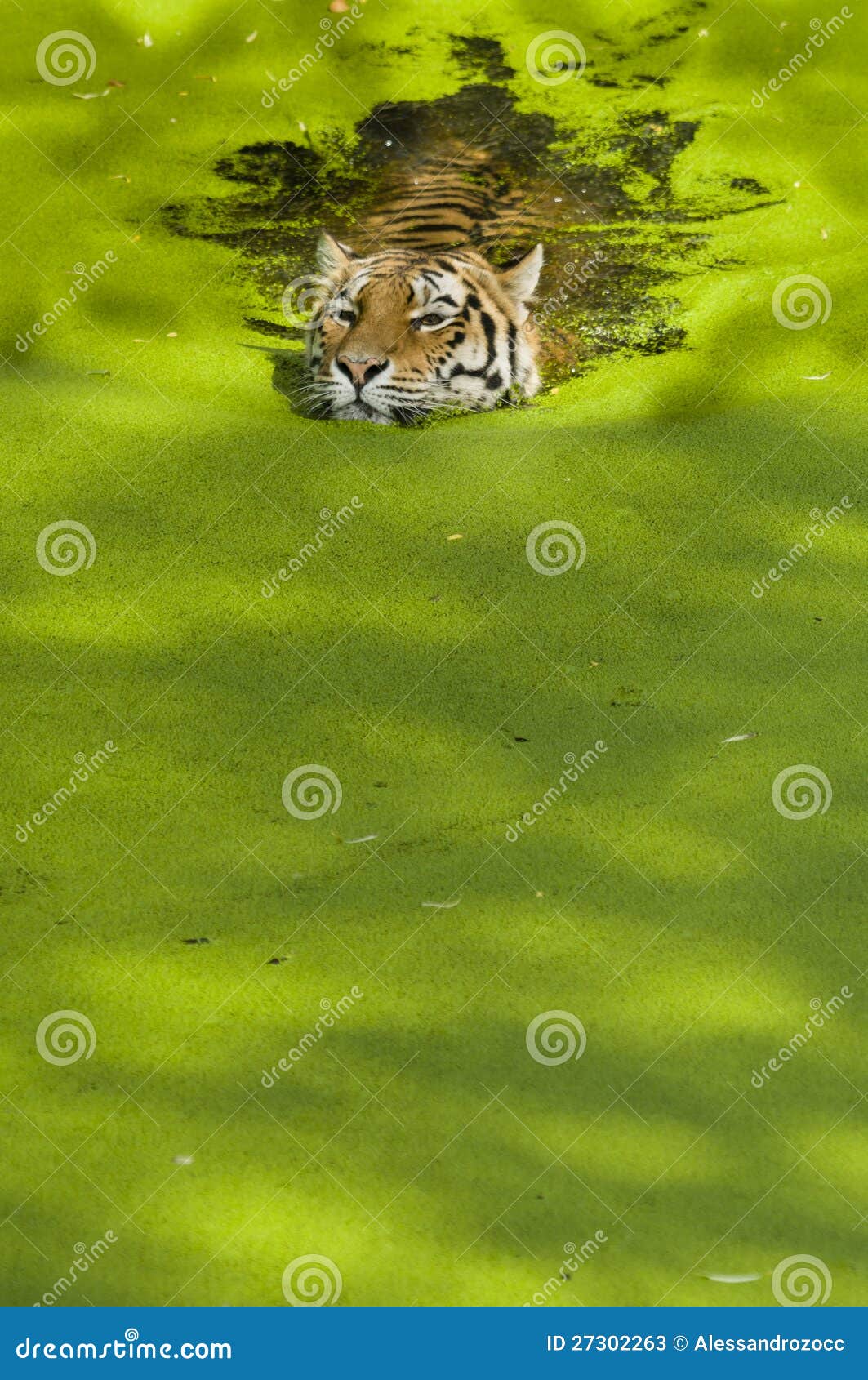 Tigre de la natación imagen de archivo. Imagen de fauna 27302263