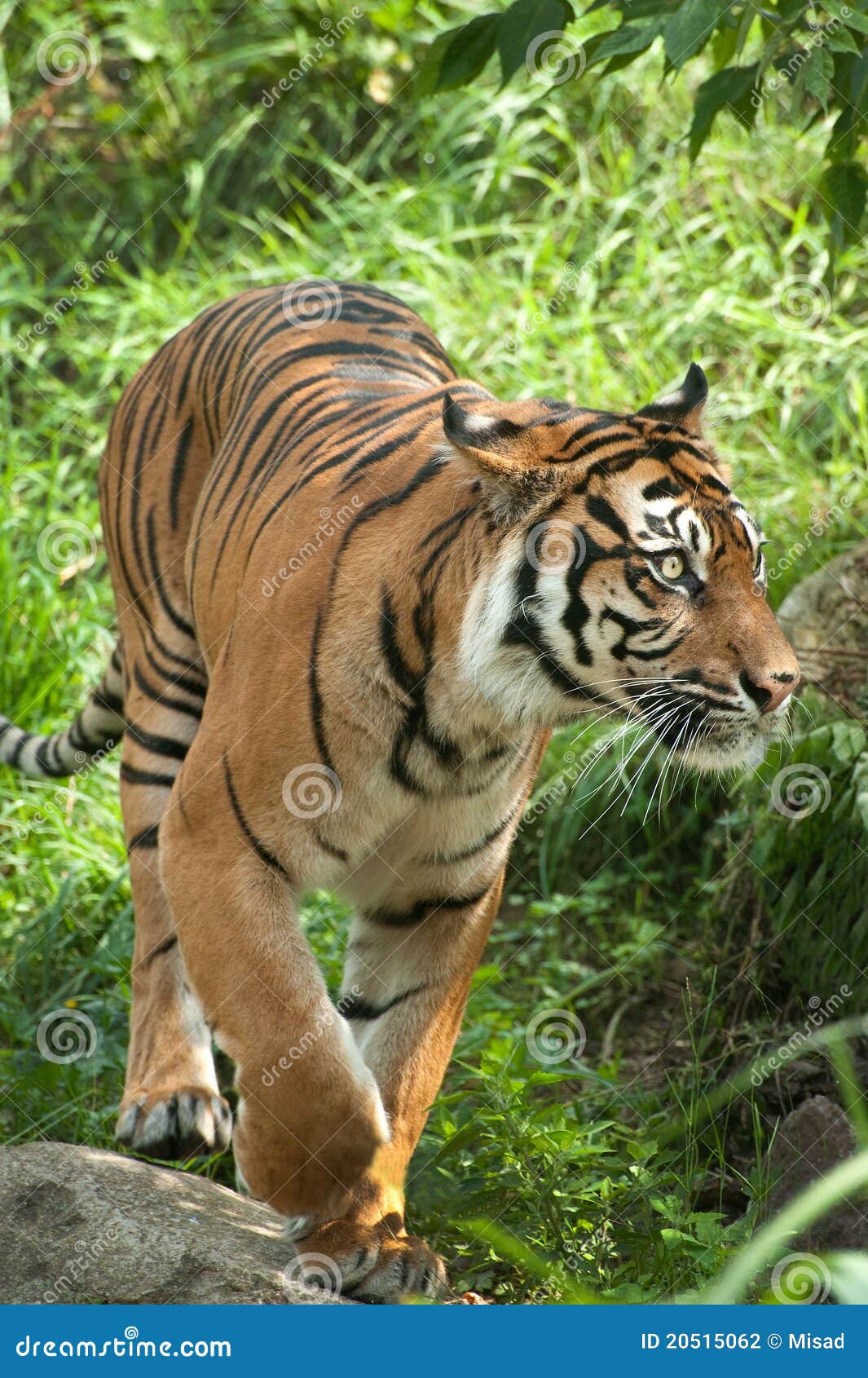 Tigre De Sumatran Foto De Stock Imagem De Bigode Caminhada 20515062