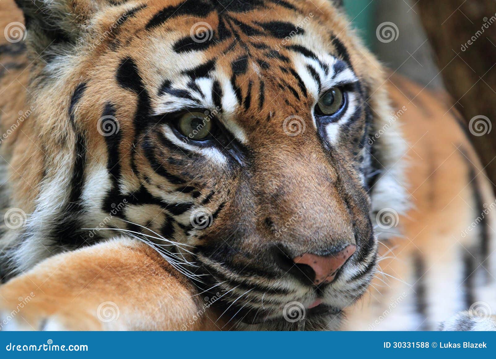 Tigre De Sumatran Foto De Stock Imagem De Detalhe Descansar 30331588