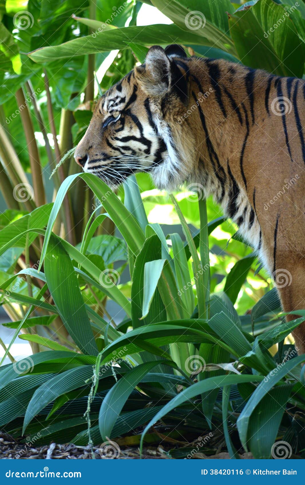 Tigre De Sumatran Foto De Stock Imagem De Felino Habitat 38420116