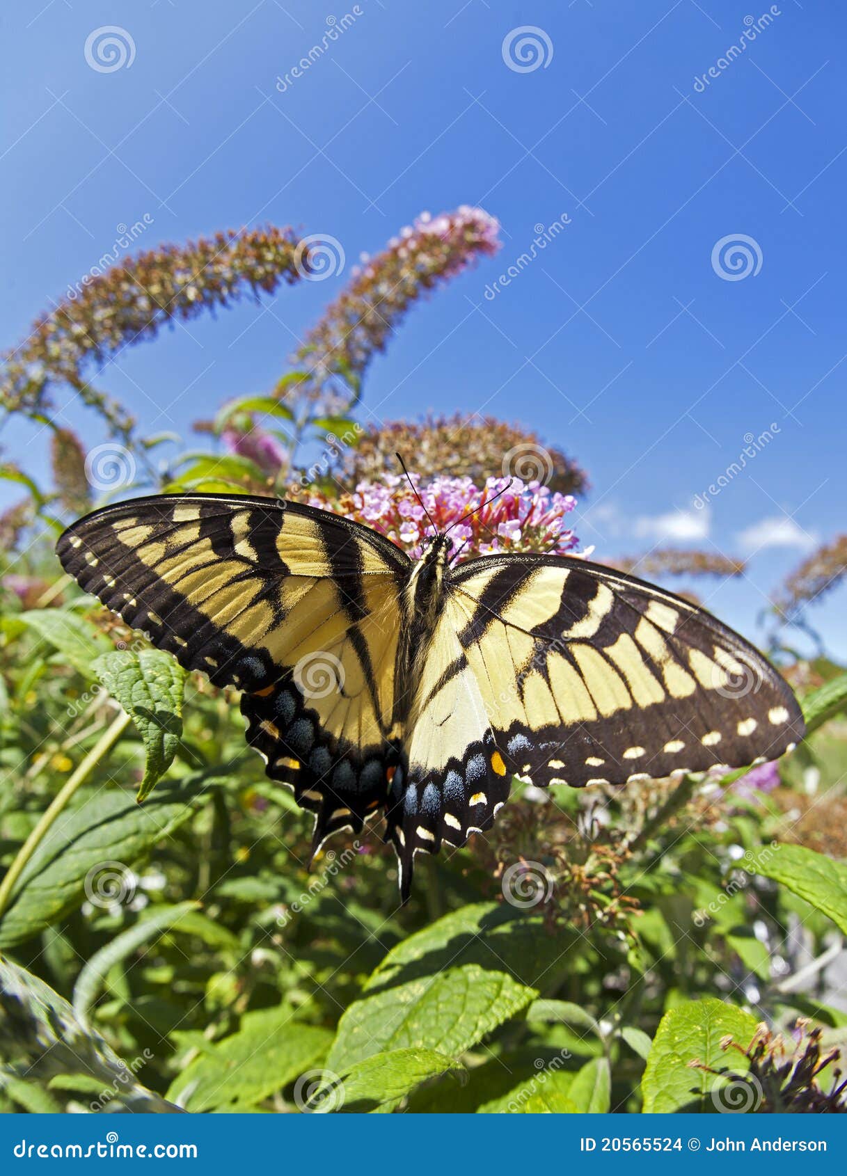 Tigre Del Este Swallowtail Glaucus De Papilio Foto De Archivo