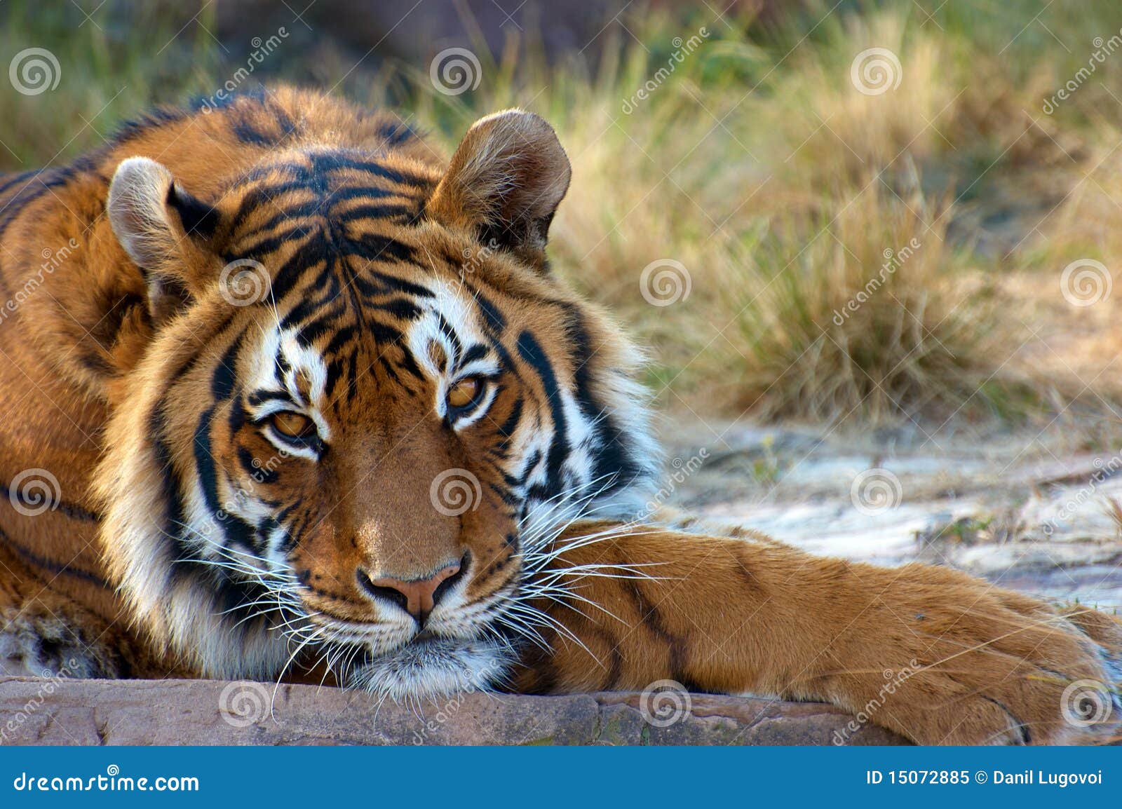 Tigre di Bengala immagine stock. Immagine di osservare 15072885