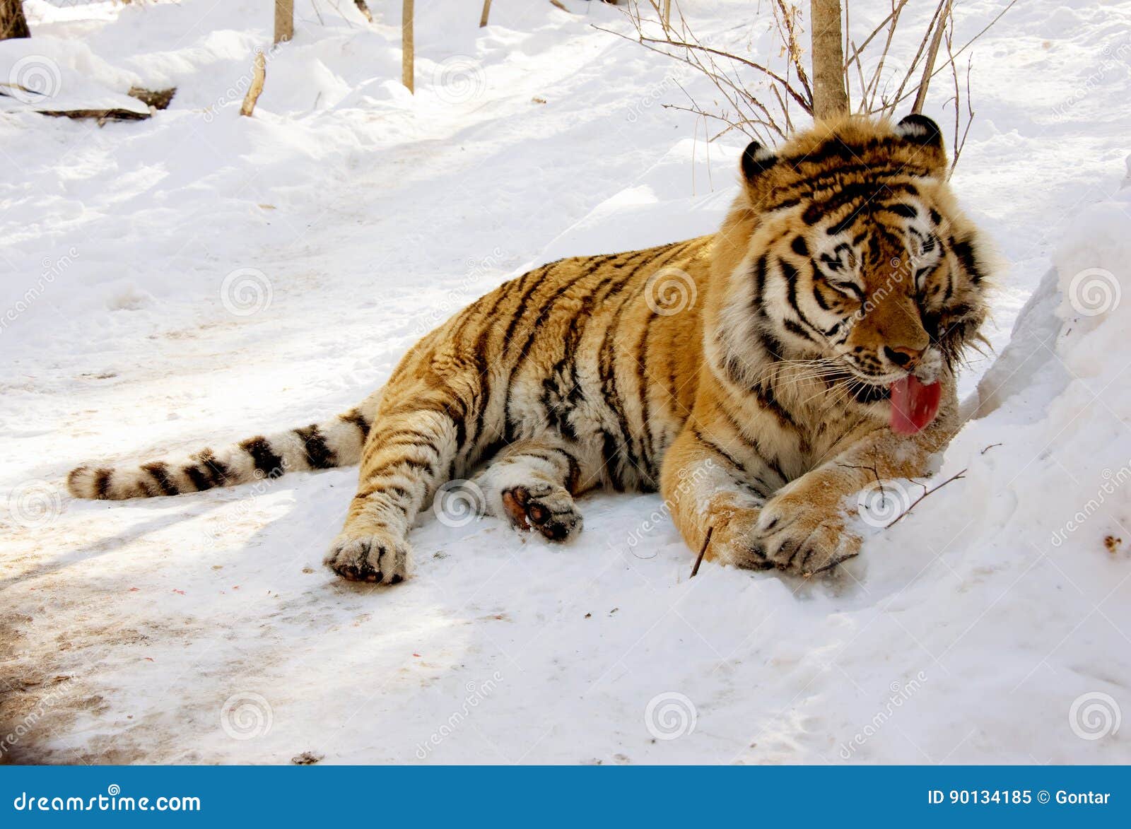 Раненый тигр