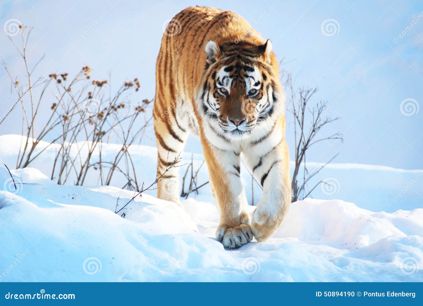 Tigre na neve no inverno