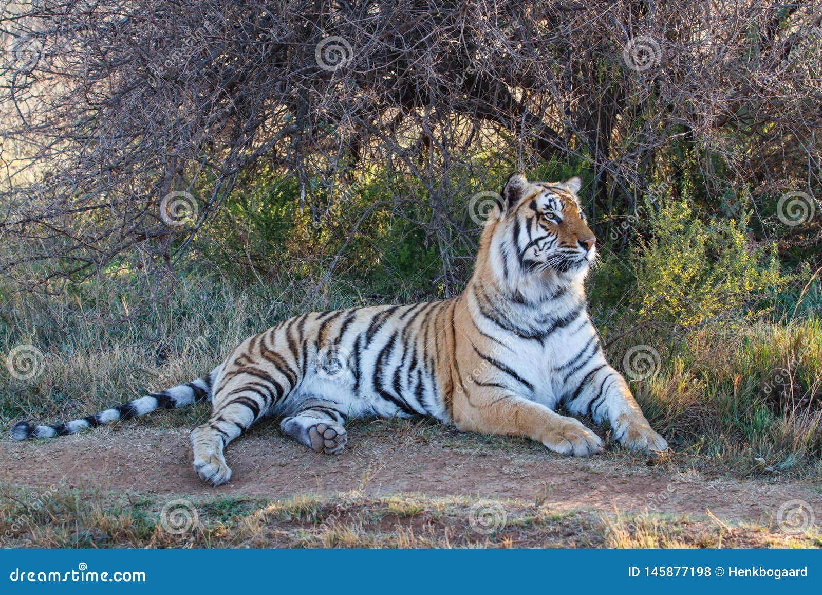 Homem Do Tigre Na Reserva Do Jogo Em África Do Sul Imagem de Stock