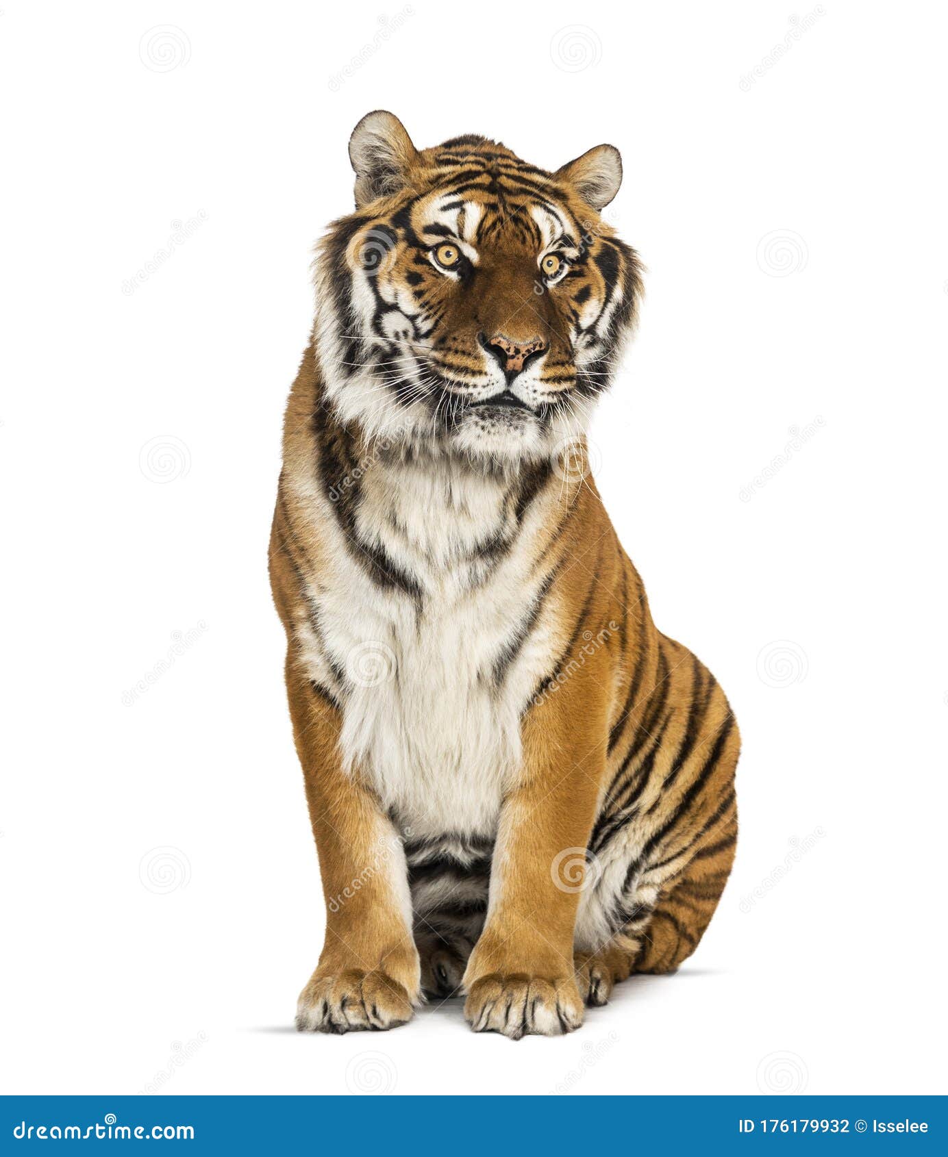Um tigre está parado em uma sala com uma janela ao fundo.