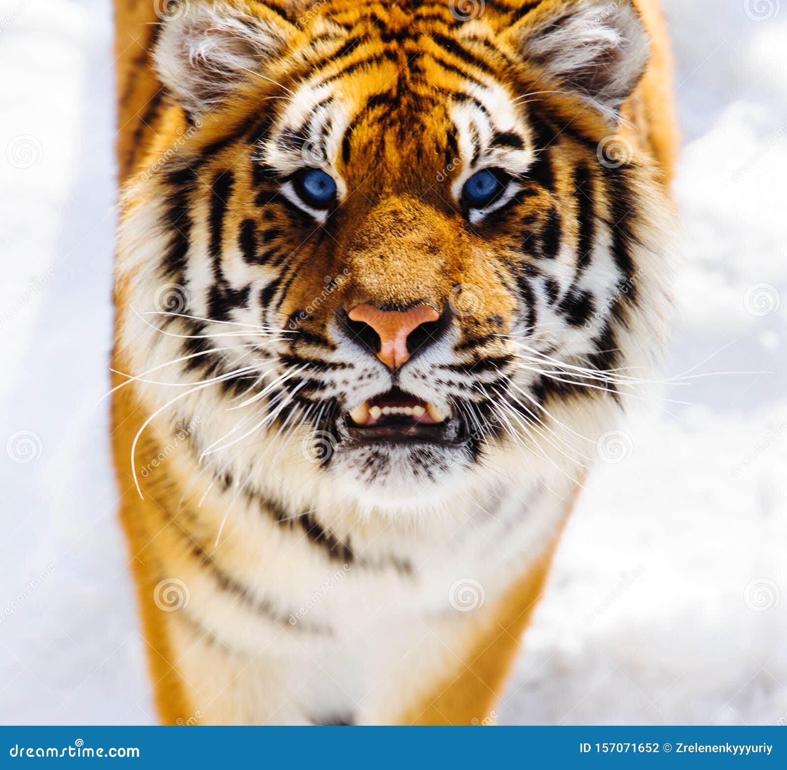 unrelated liter Stage Tigre Sibérien Aux Yeux Bleus Sur La Neige Photo stock - Image du bleu, neige: 157071652 unrelated liter Stage Tigre Sibérien Aux Yeux Bleus Sur La Neige Photo stock - Image du bleu, neige: 157071652