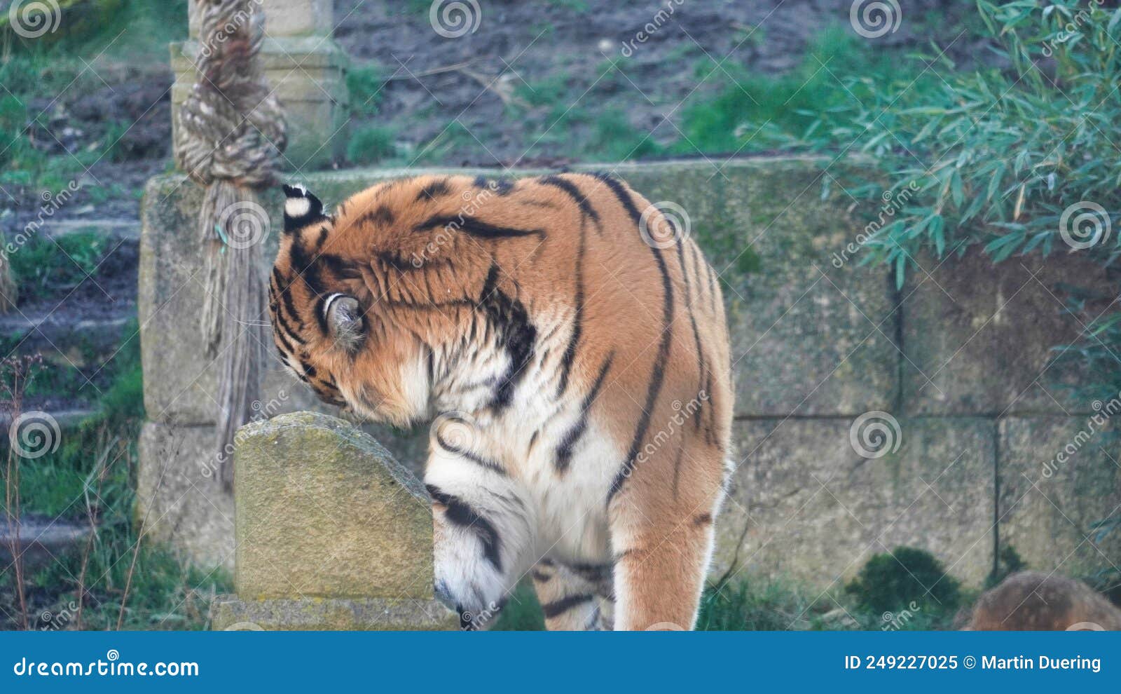 Fotos Tigre 3d, 77.000+ fotos de arquivo grátis de alta qualidade