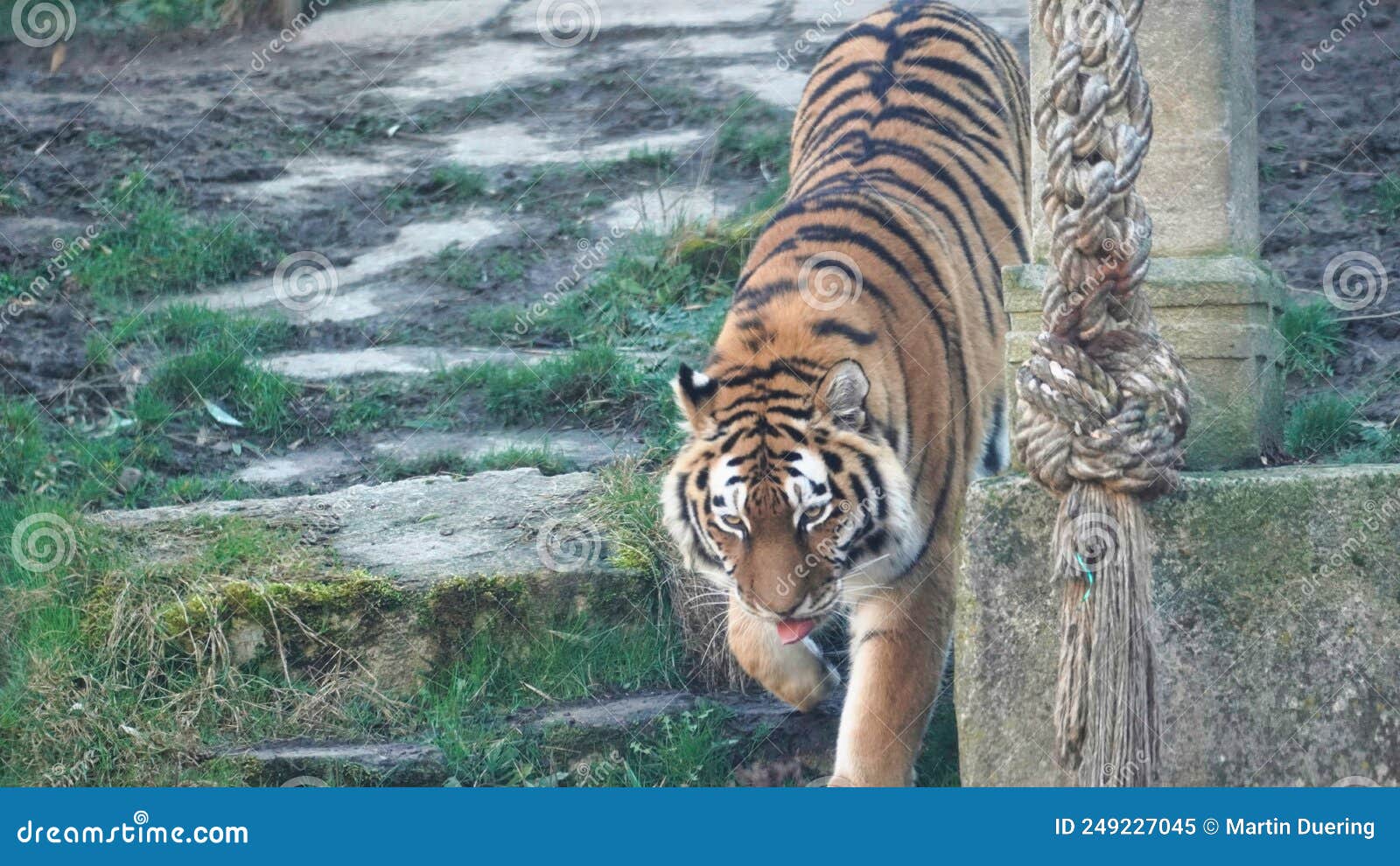 Fotos Tigre 3d, 77.000+ fotos de arquivo grátis de alta qualidade