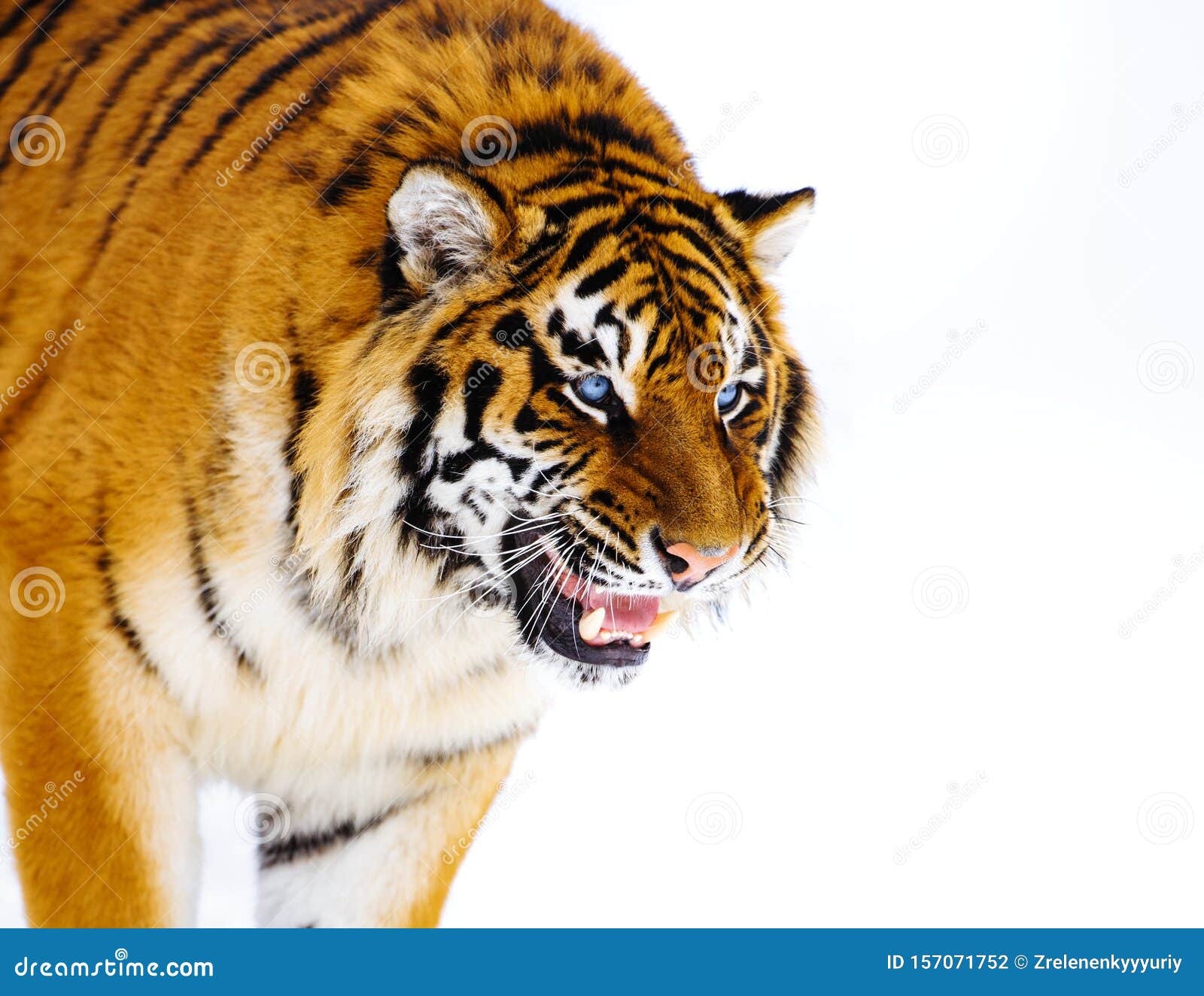 O tigre siberiano, veloz caçador em perigo de extinção