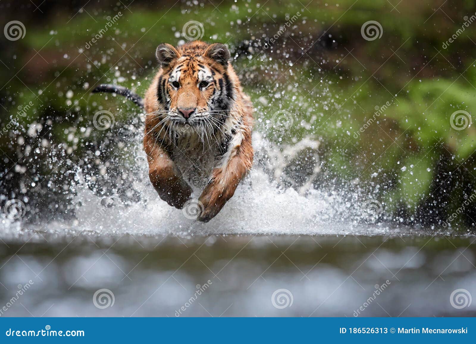 Fundo Tigre Sentado Na Neve Olhando Para A Câmera Fundo, Tigre De