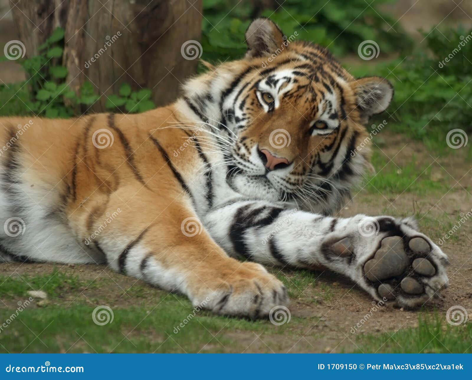Tigre Siberiano, Tigre De Amur Foto de archivo - Imagen de inmoralidad