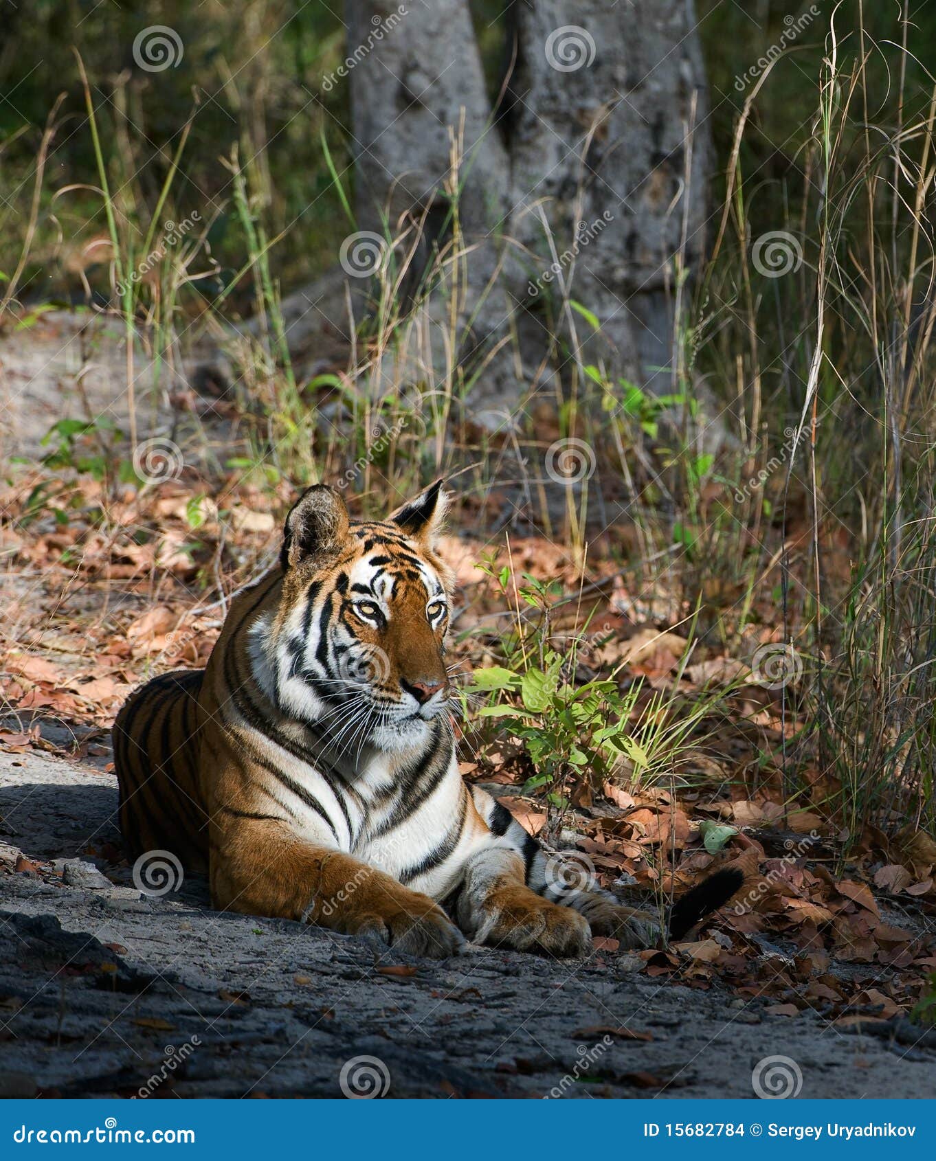 tigress.