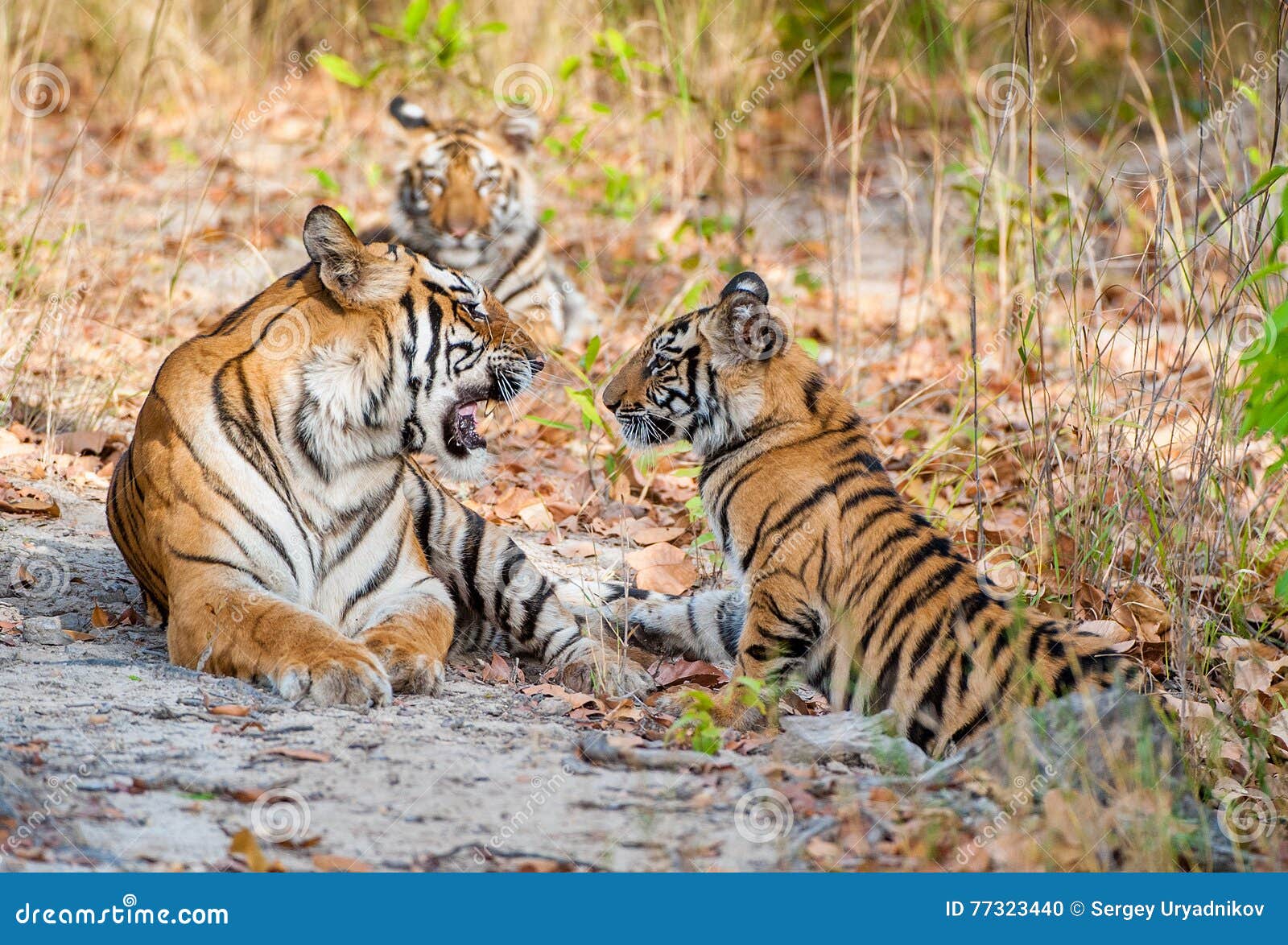 tigress and cubs.