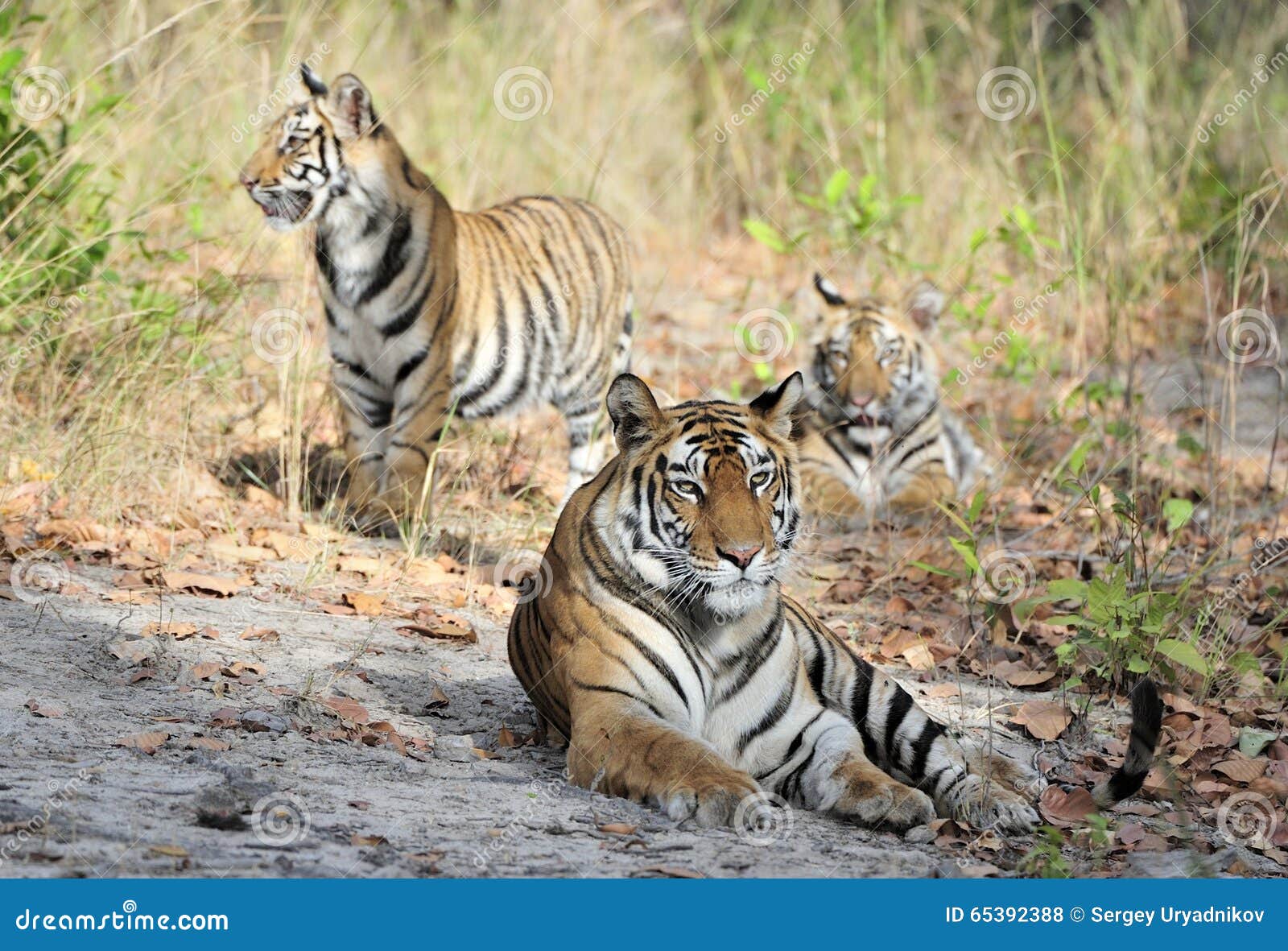 tigress and cubs.