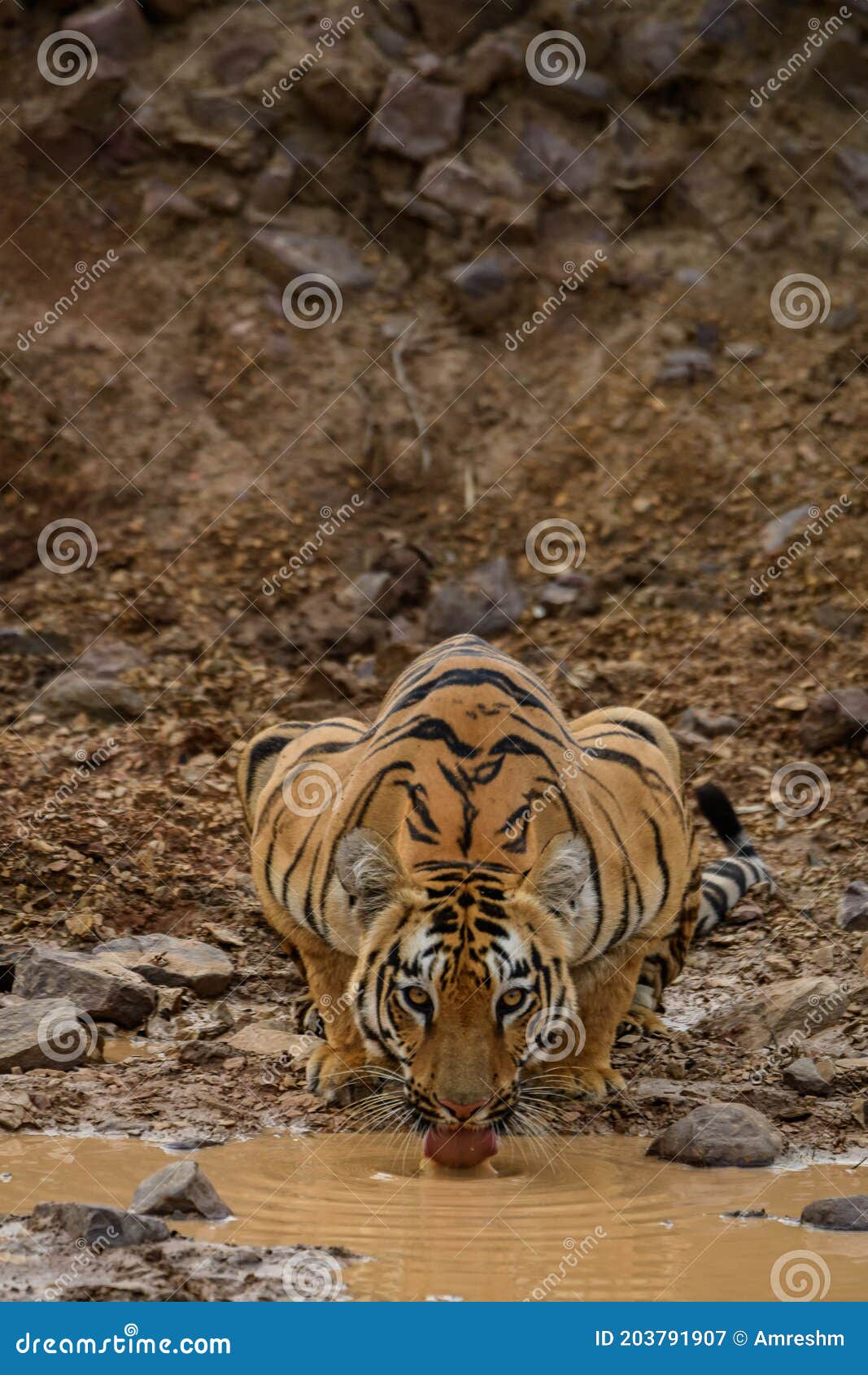 tigress drinking water