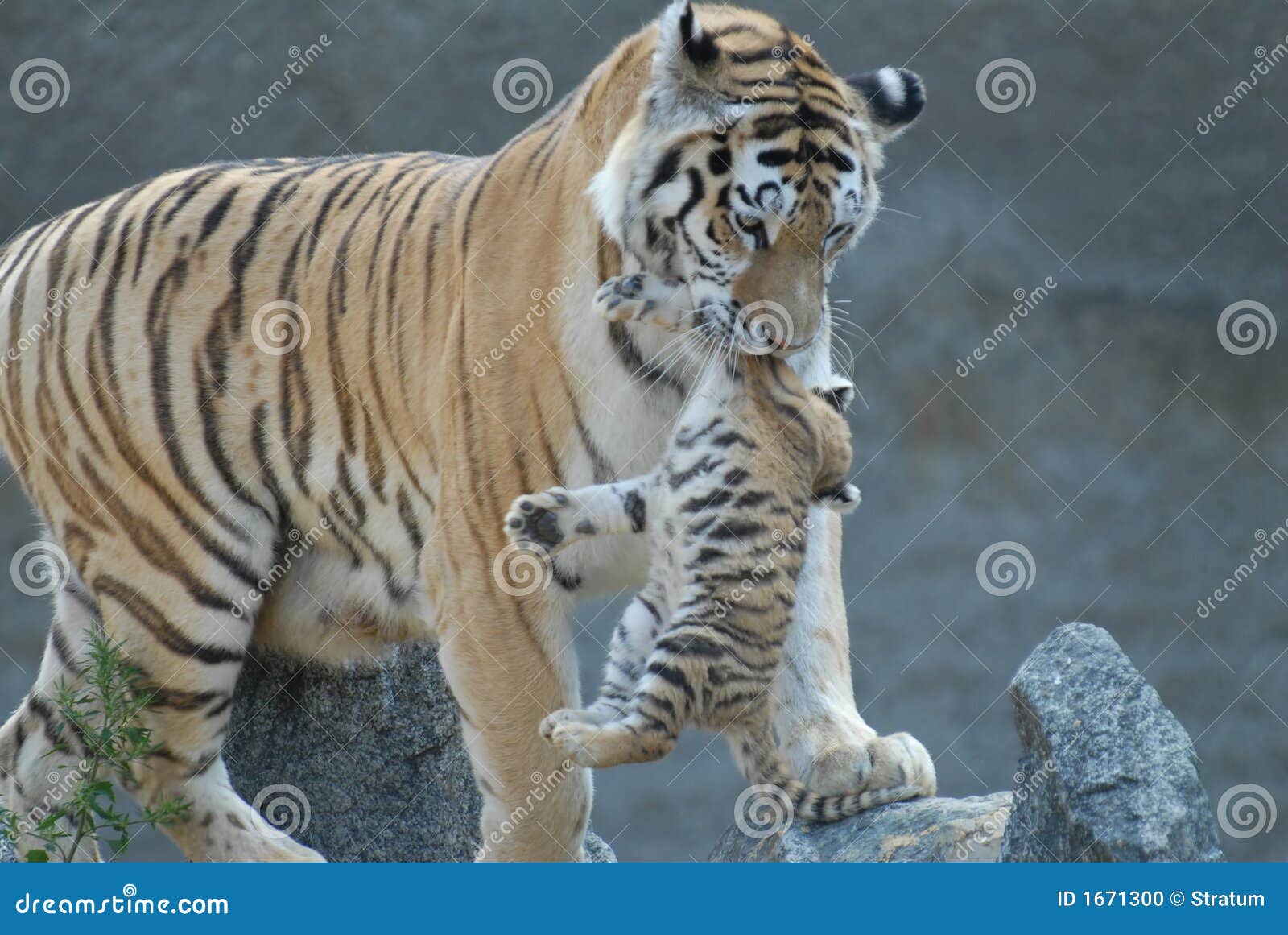 tigress hides cub.